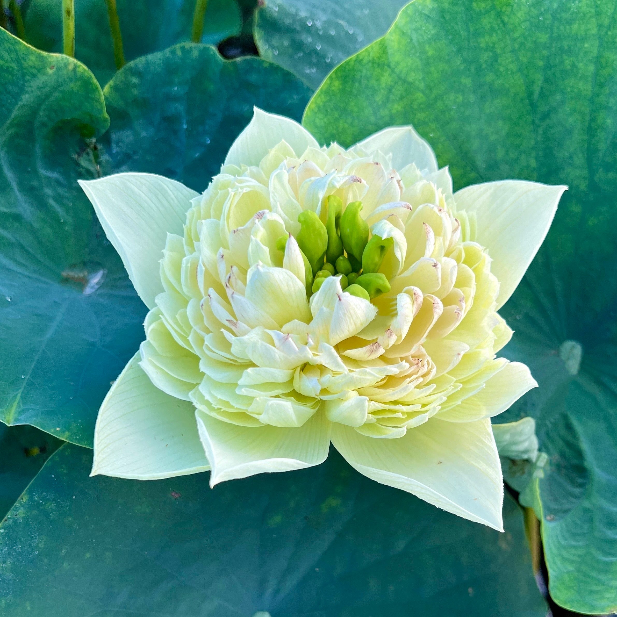 2025 Golden Hall Lotus (Bare Root)