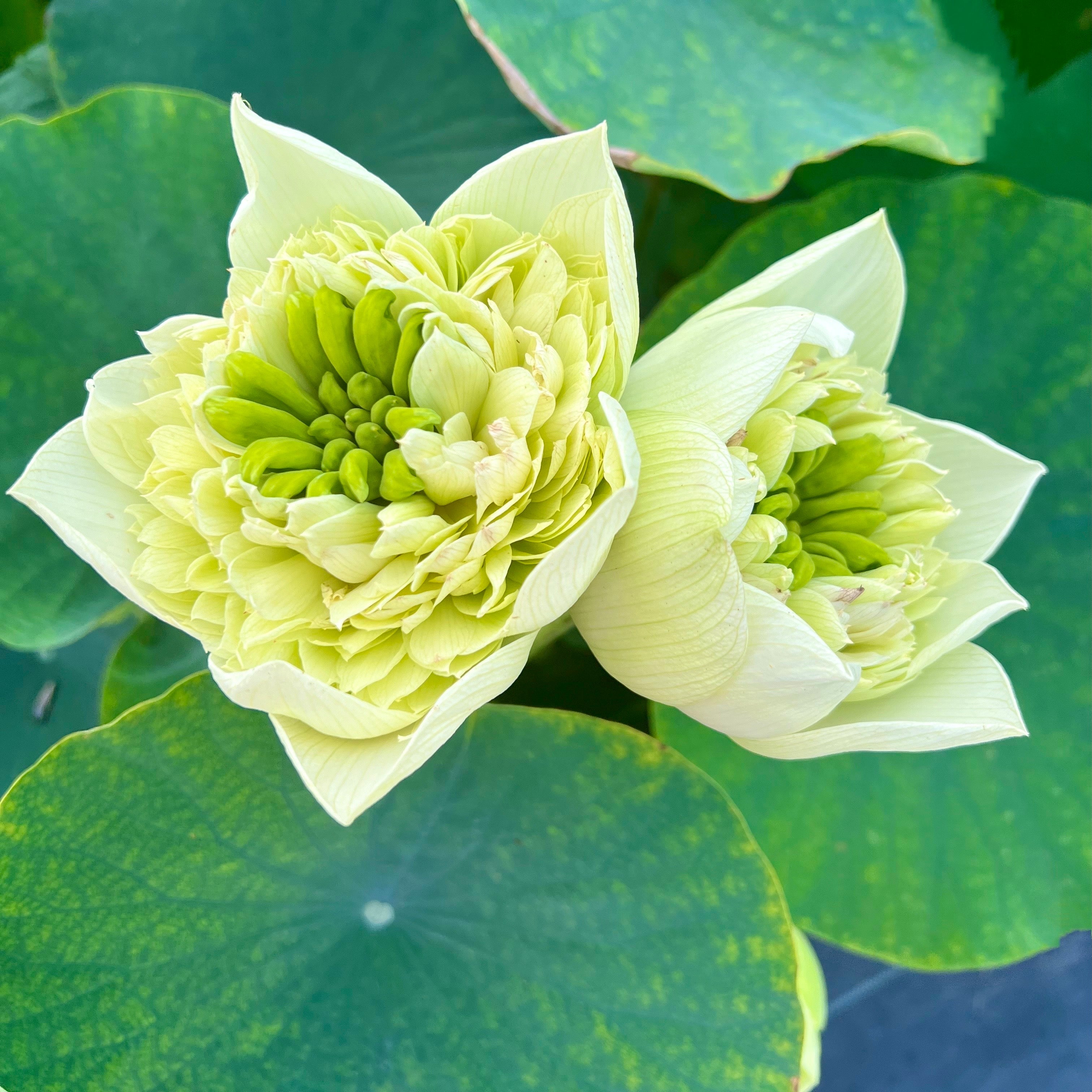 2025 Golden Hall Lotus (Bare Root)