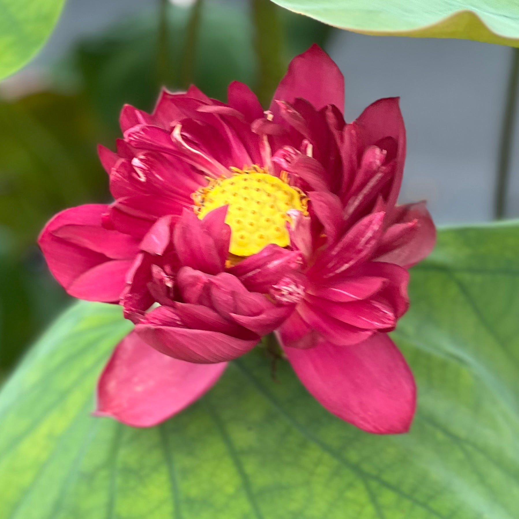 2025 Mo Hong Black Red Lotus (Bare Root)