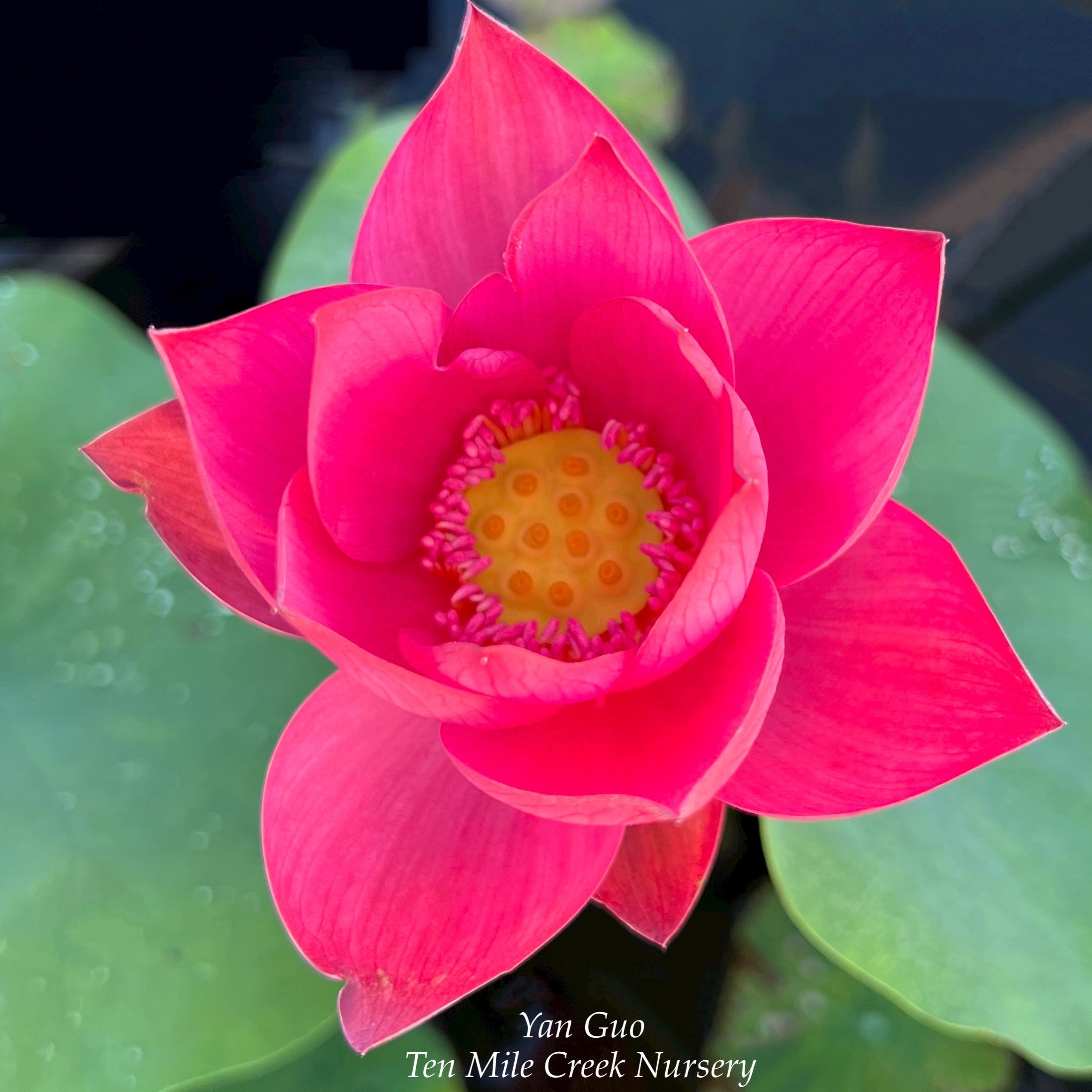 2025 Shine Miniature Lotus (Bare Root)