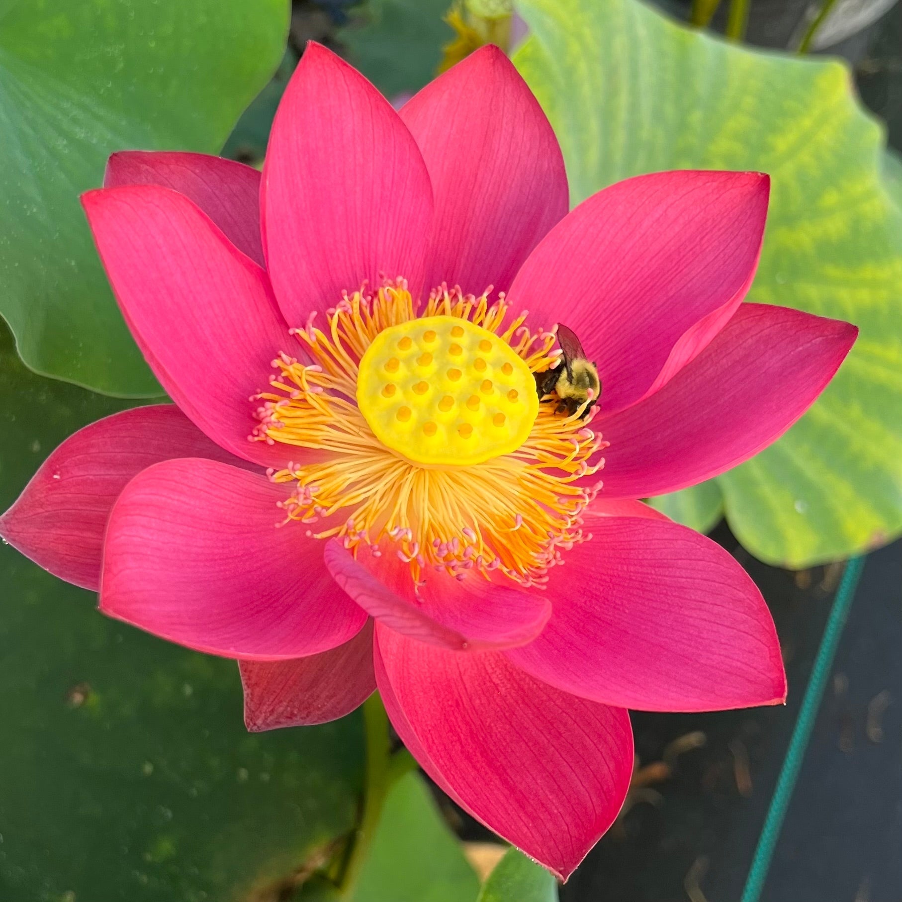 2025 Shine Miniature Lotus (Bare Root)