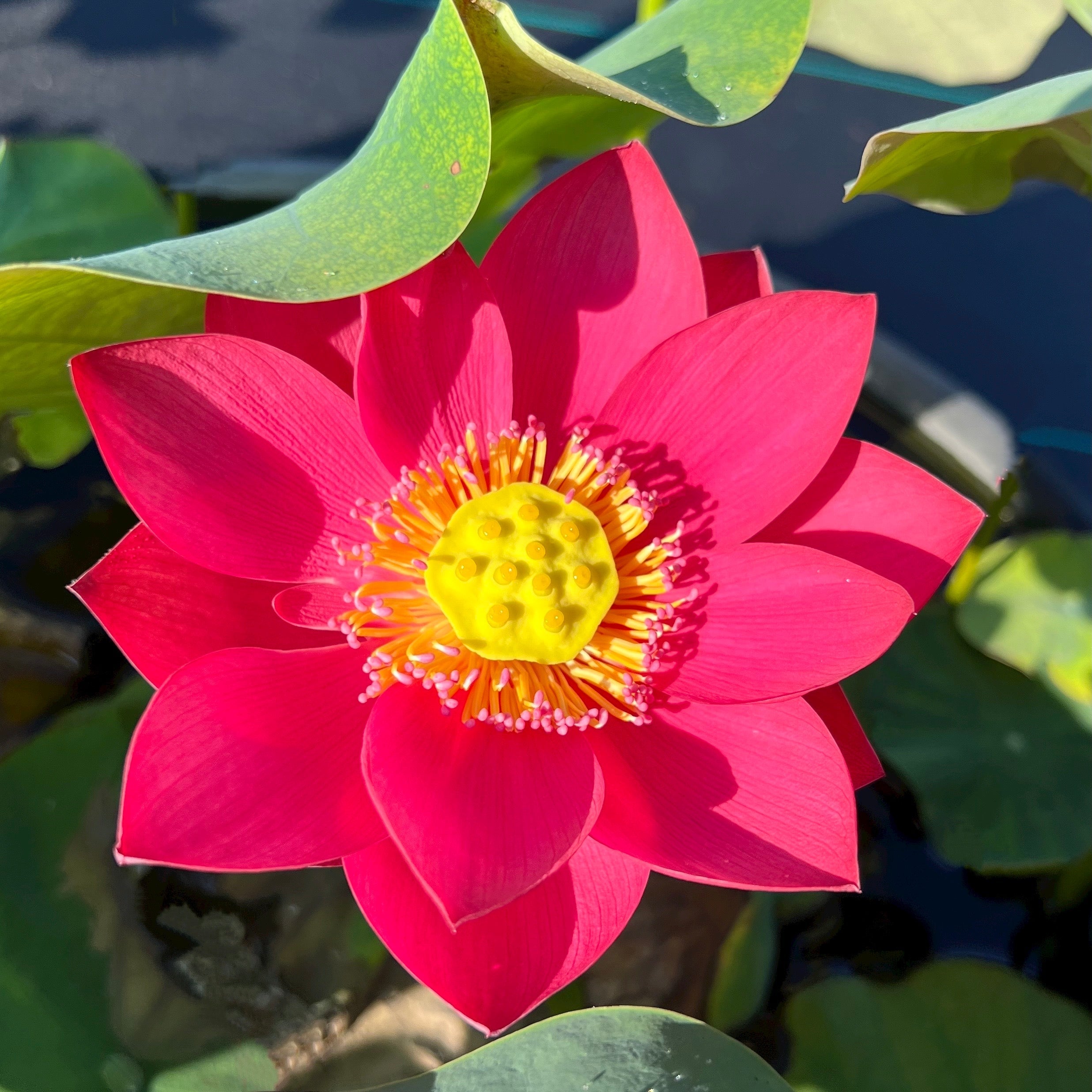 2025 Shine Miniature Lotus (Bare Root)