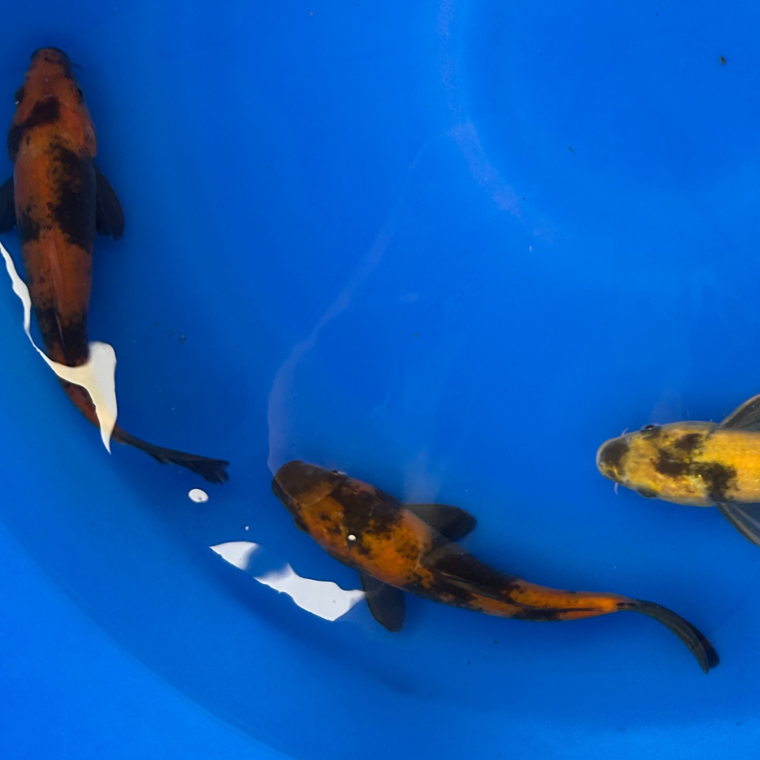 Premium Utsuri Mix ( 写りミックス ) Japanese Koi Fish Packages