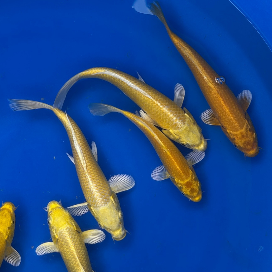 Premium Yamabuki Ogon (山吹黄金) – Golden Yellow Metallic - Japanese Koi Fish Package