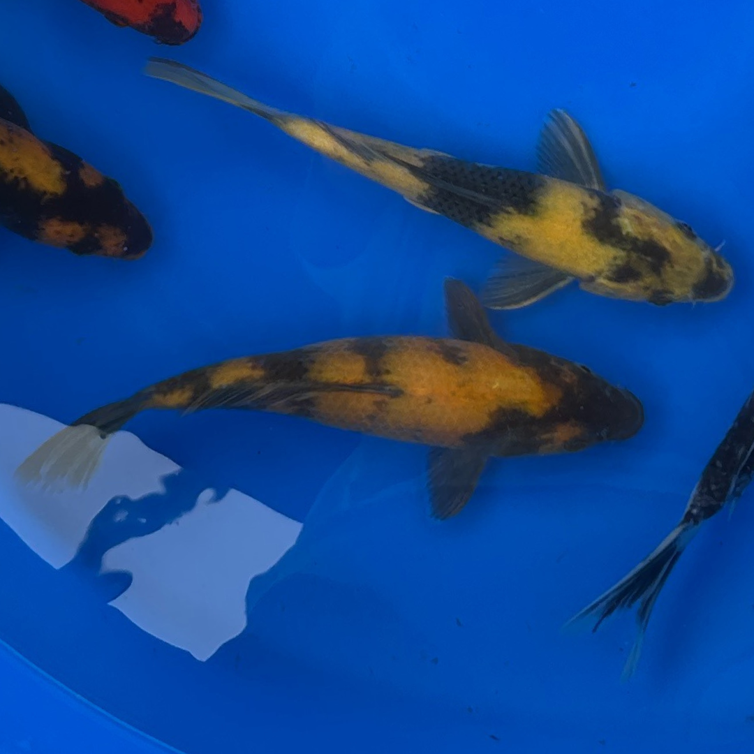 Premium Utsuri Mix ( 写りミックス ) Japanese Koi Fish Packages
