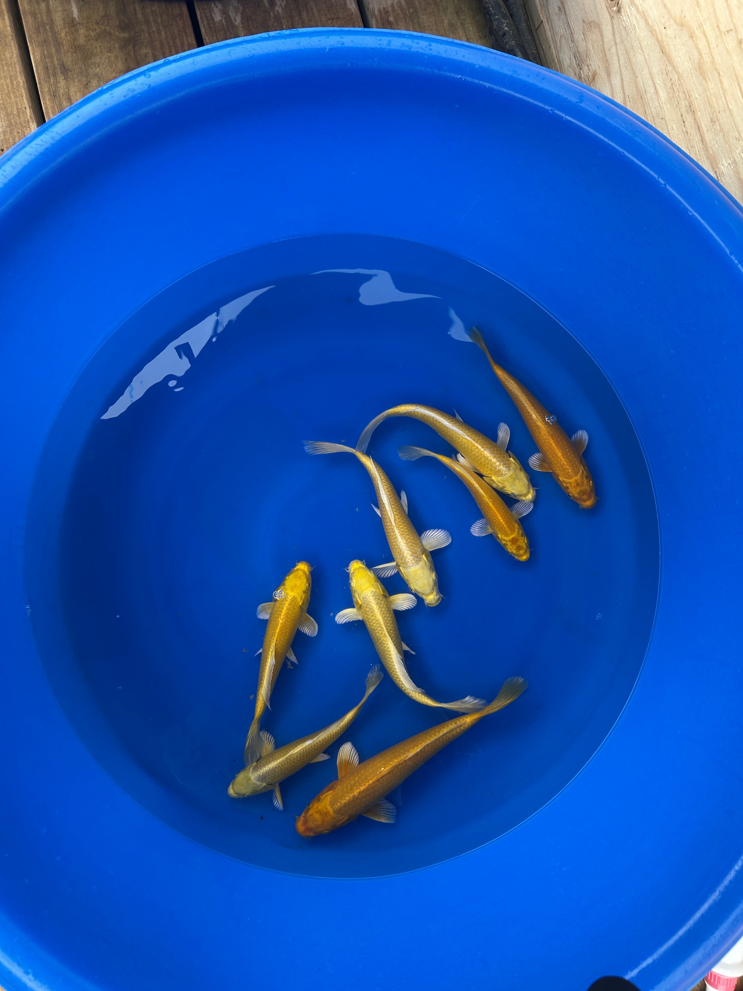 Premium Yamabuki Ogon (山吹黄金) – Golden Yellow Metallic - Japanese Koi Fish Package