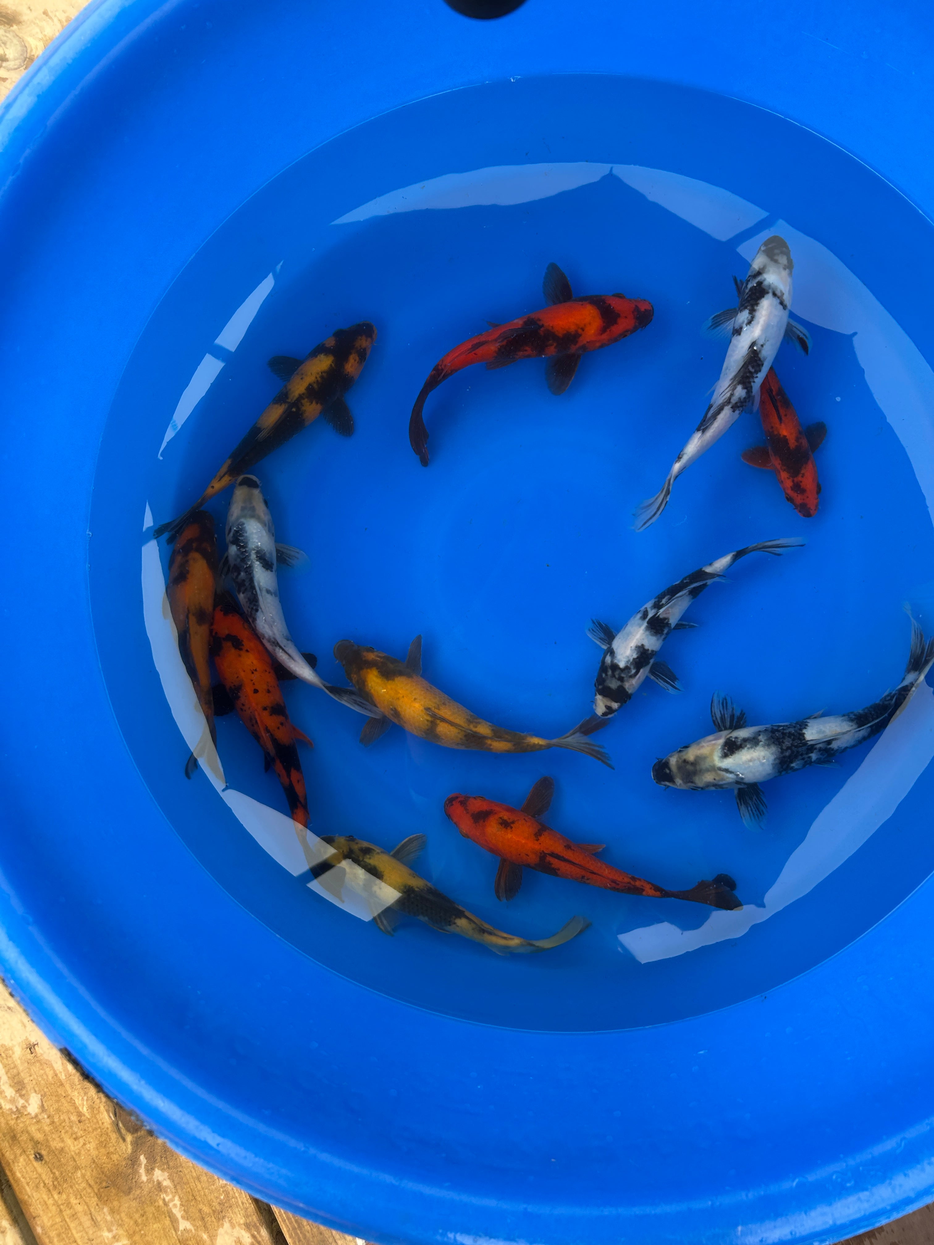 Premium Utsuri Mix ( 写りミックス ) Japanese Koi Fish Packages