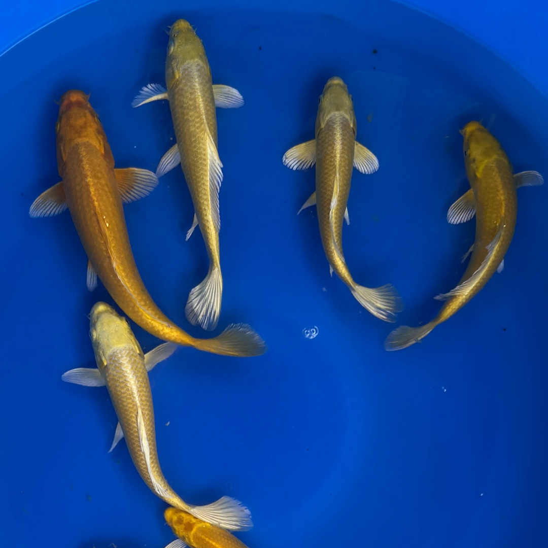 Premium Yamabuki Ogon (山吹黄金) – Golden Yellow Metallic - Japanese Koi Fish Package