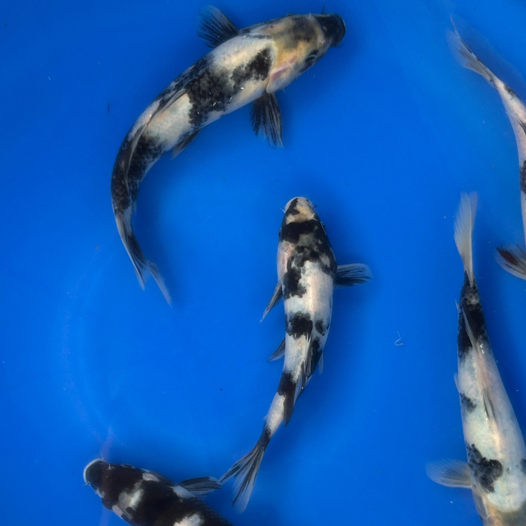 Premium Utsuri Mix ( 写りミックス ) Japanese Koi Fish Packages