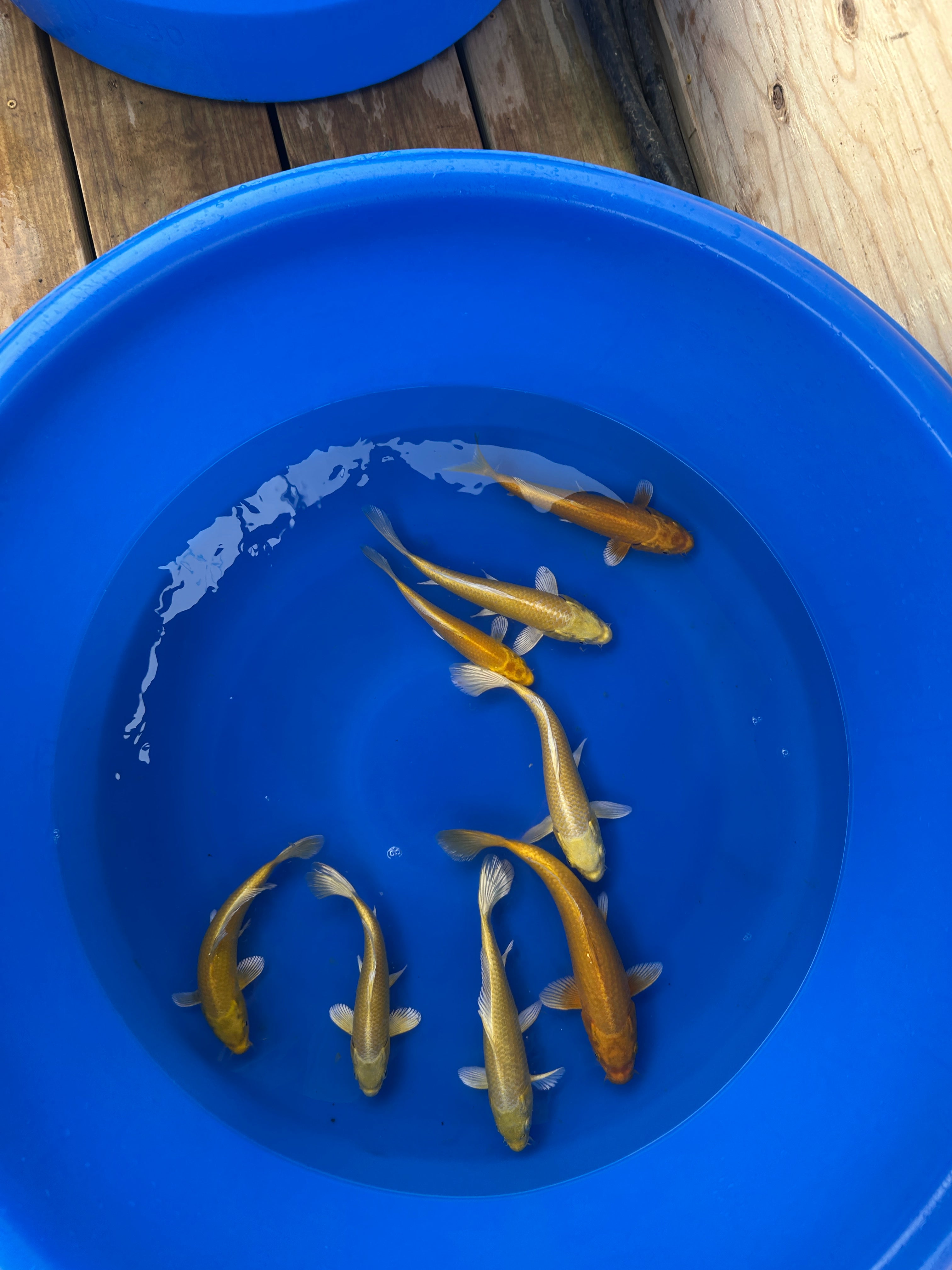 Premium Yamabuki Ogon (山吹黄金) – Golden Yellow Metallic - Japanese Koi Fish Package