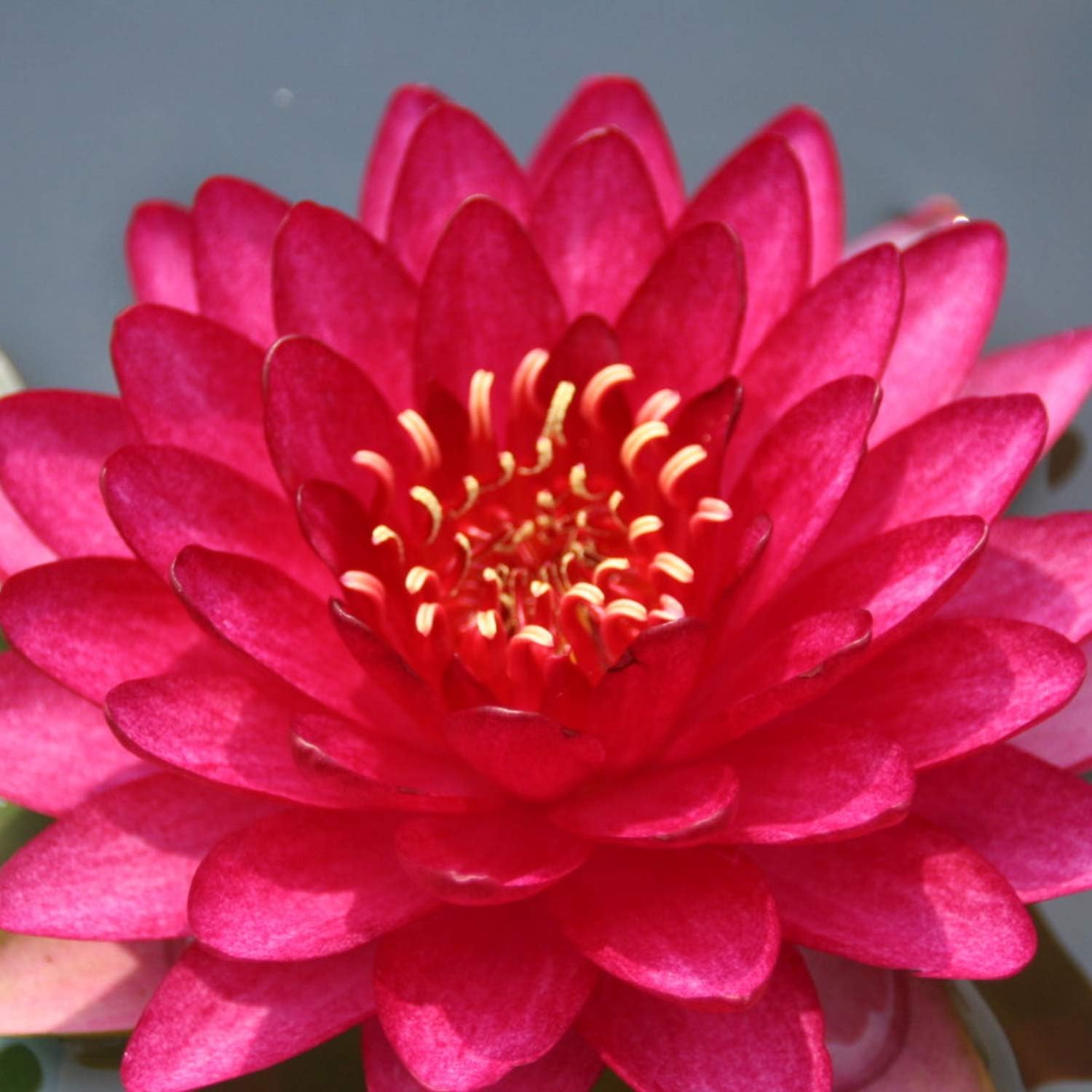 Nymphaea 'Attraction Red' Hardy Lily (Bare Root)
