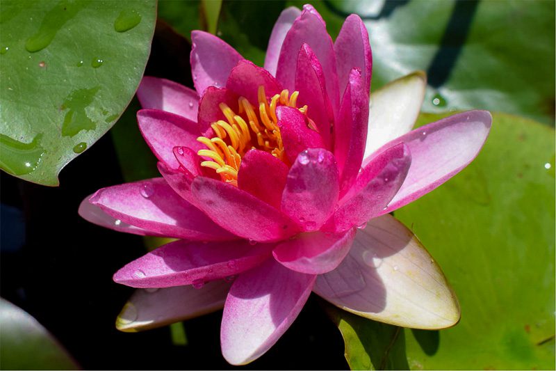 Nymphaea 'Attraction Red' Hardy Lily (Bare Root)