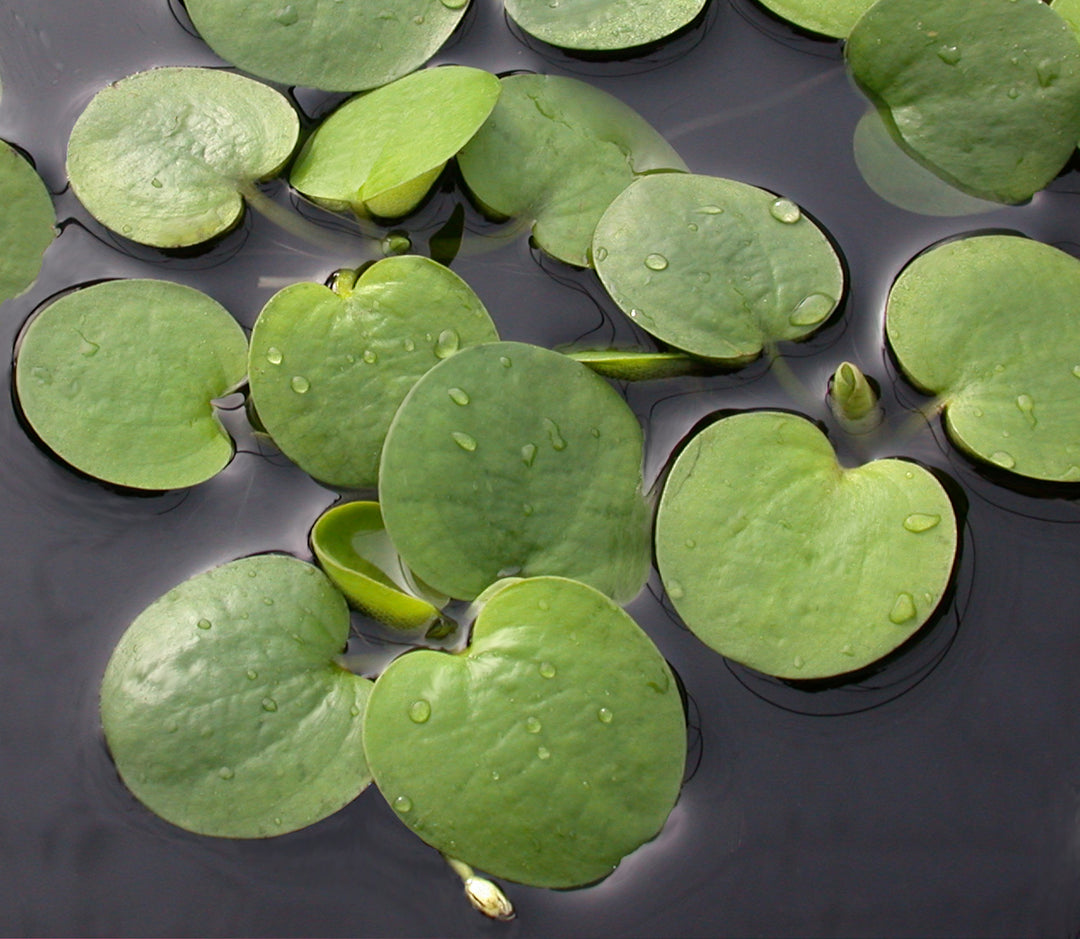 American Frogbit - Limnobium Spongia