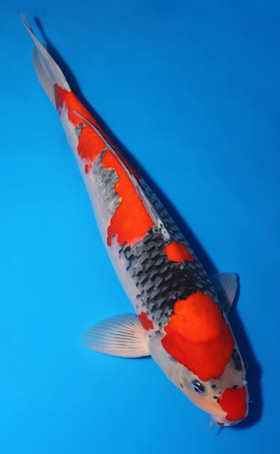 Kodama Koi Farm - Limited Time -Goshiki