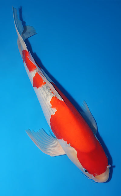 Kodama Koi Farm - Limited Time - Hirenaga Goshiki - Long Fin