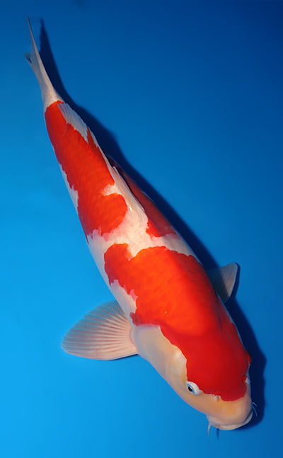 Kodama Koi Farm - Limited Time - Kohaku