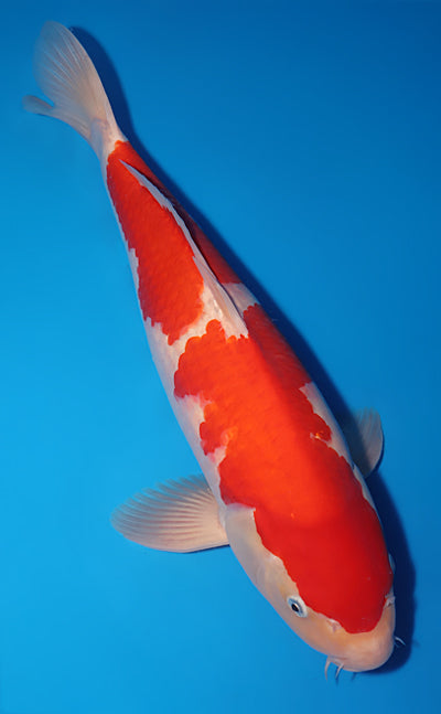 Kodama Koi Farm - Limited Time - Kohaku