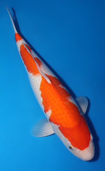 Kodama Koi Farm - Limited Time - Kohaku