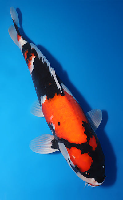 Kodama Koi Farm - Limited Time - Showa