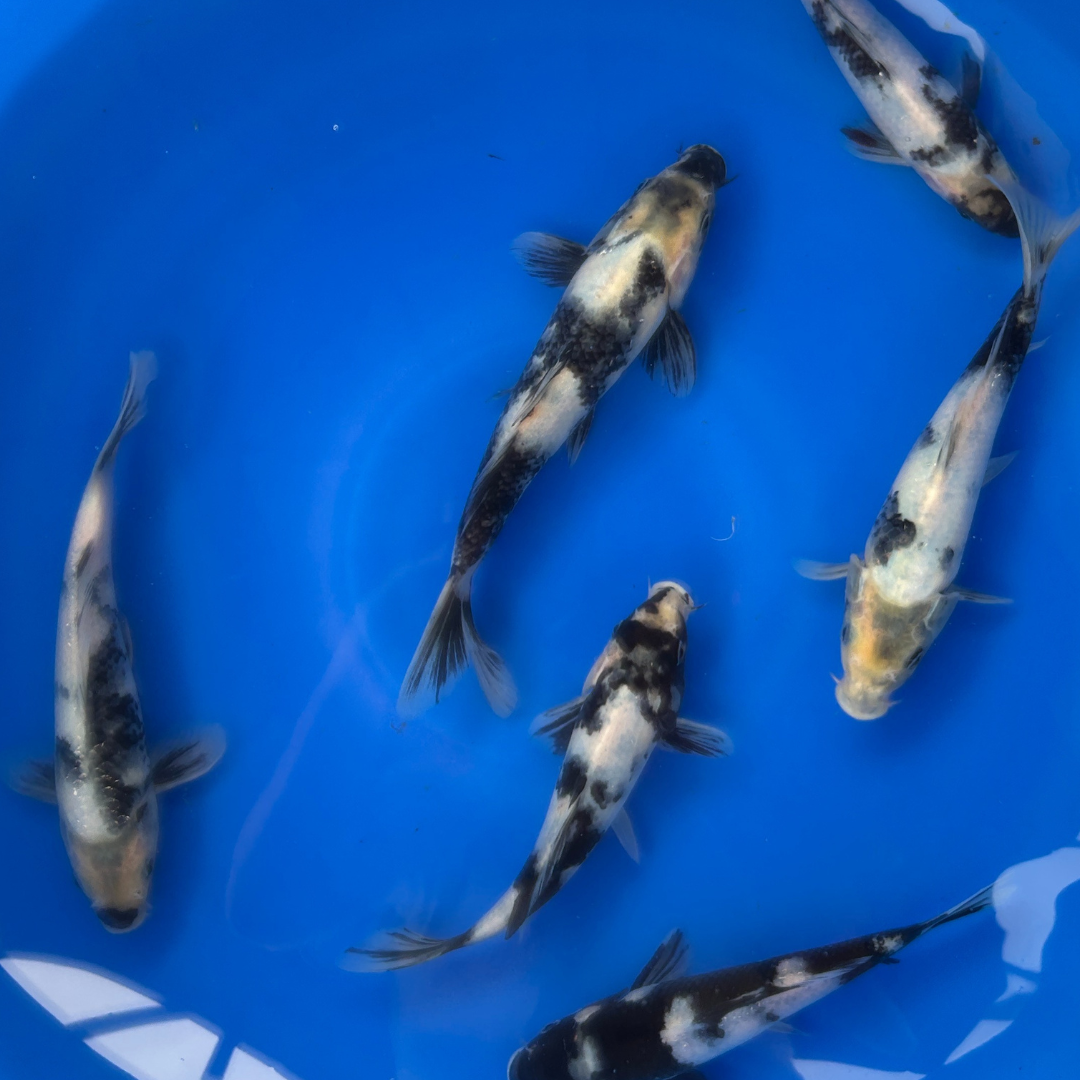 Premium Utsuri Mix ( 写りミックス ) Japanese Koi Fish Packages