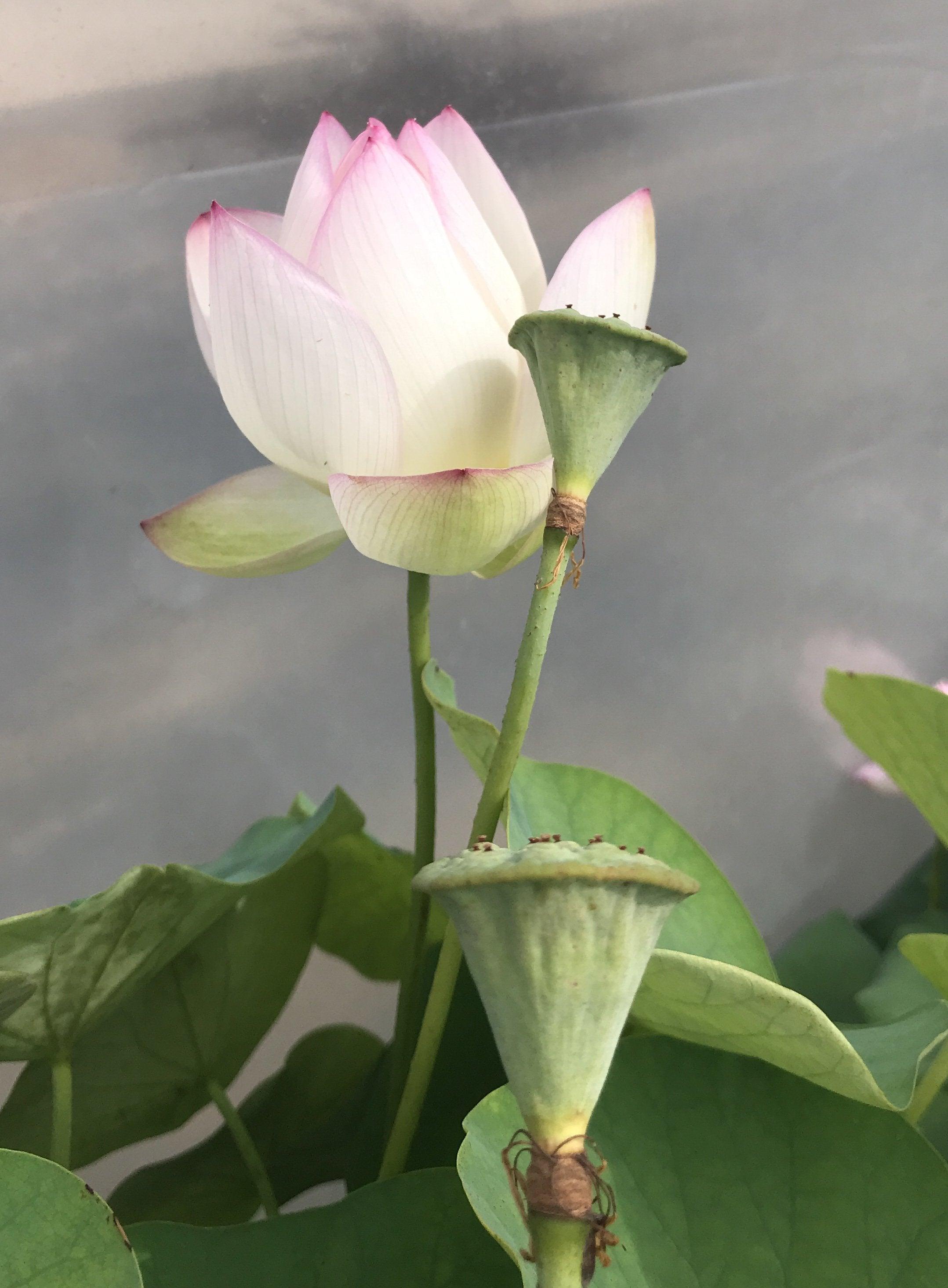 American Three-Color Lotus (Bare Root) - Globalnestes