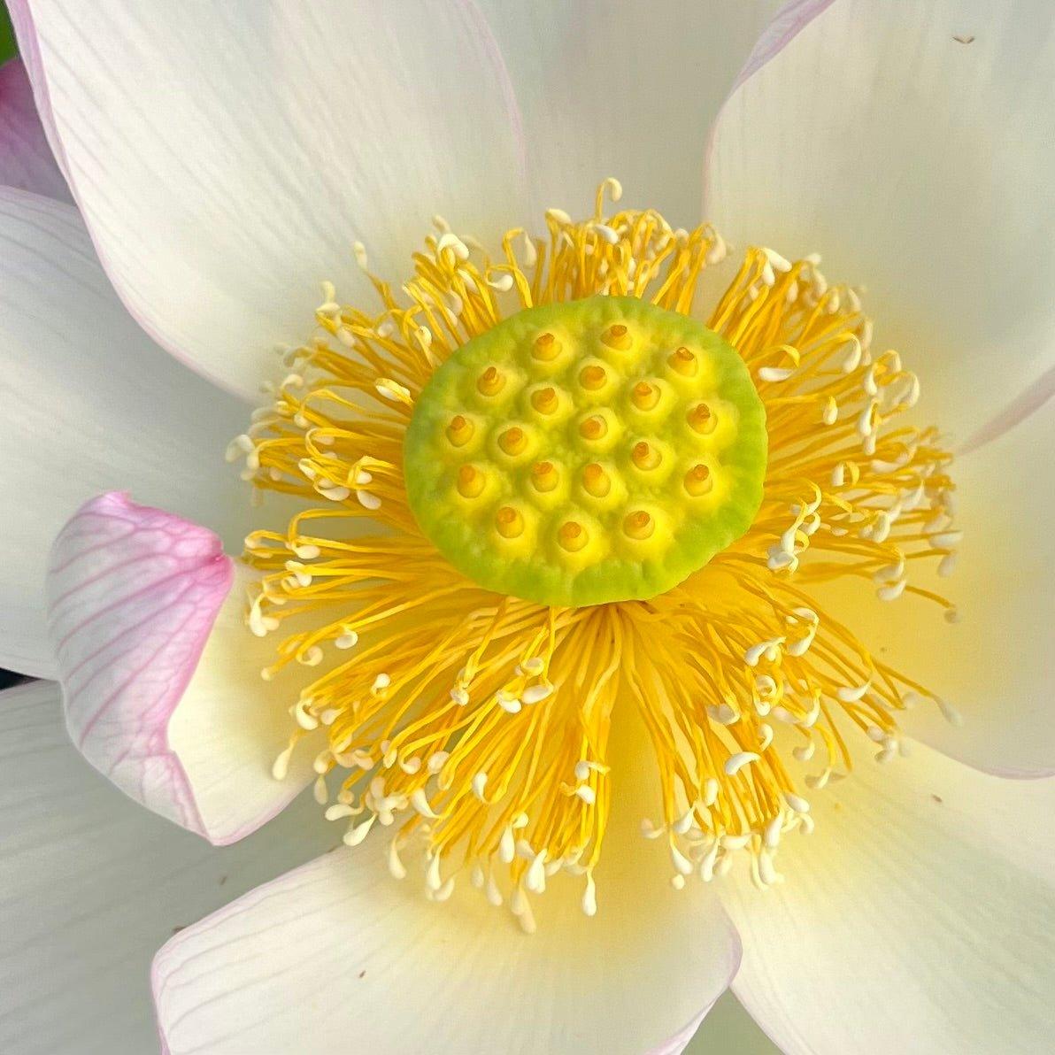 American Three-Color Lotus (Bare Root) - Globalnestes