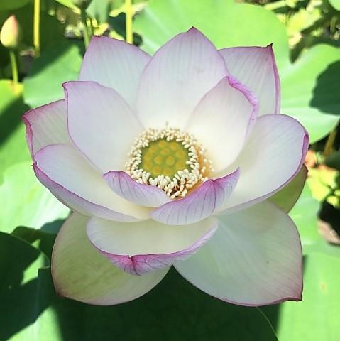 American Three-Color Lotus (Bare Root) - Globalnestes