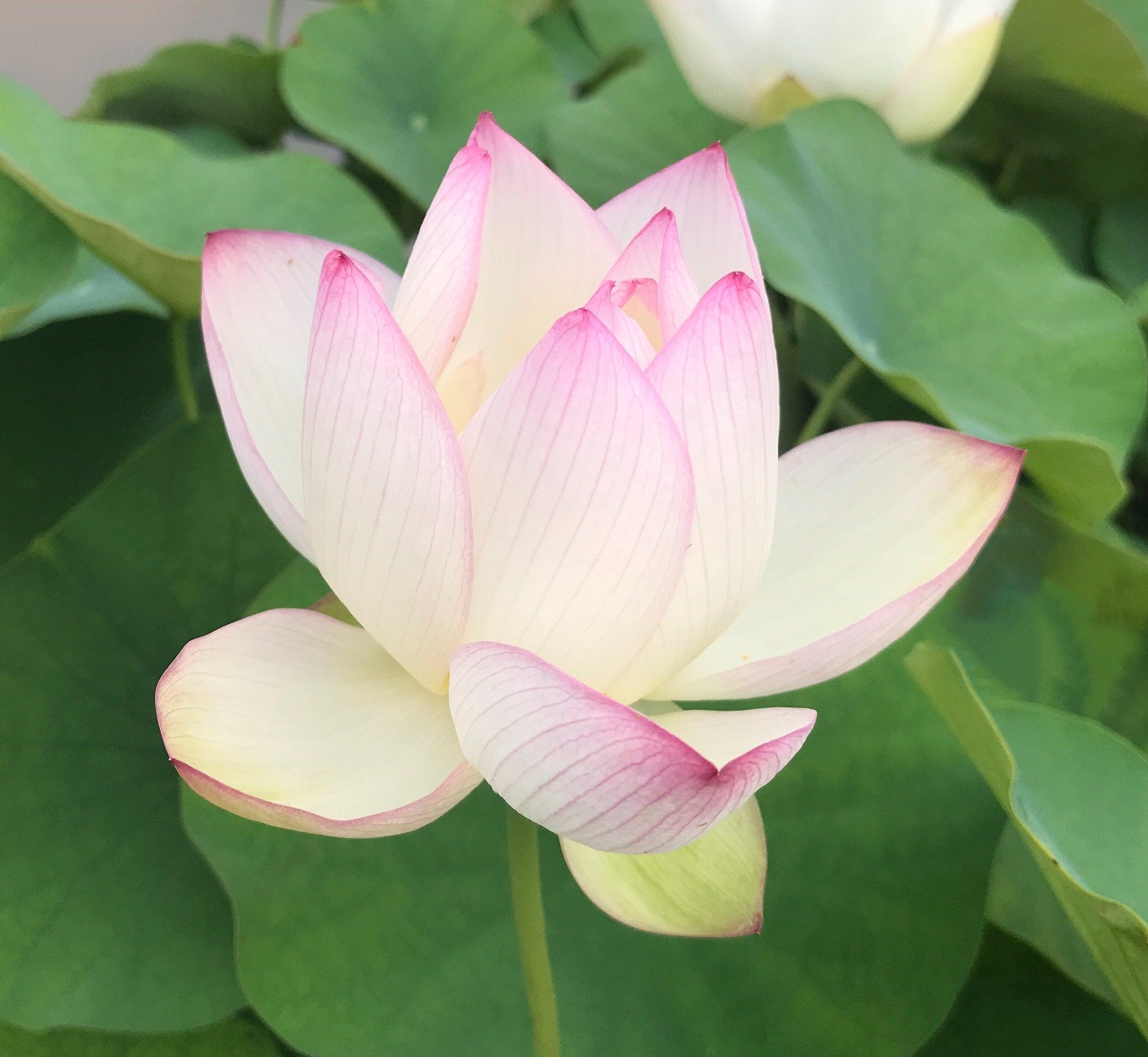American Three-Color Lotus (Bare Root) - Globalnestes