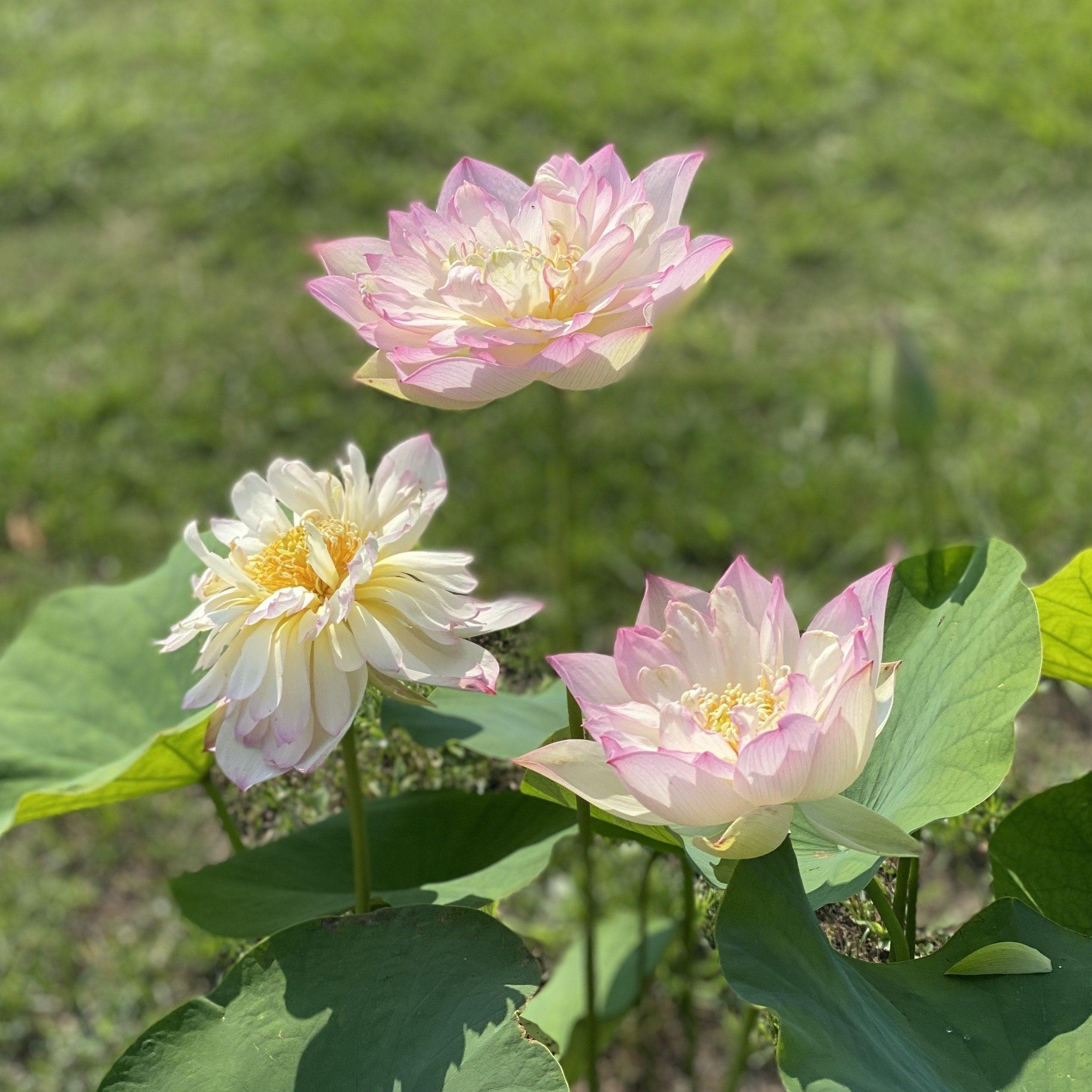 Apricot Pink Lotus (Bare Root) - Globalnestes