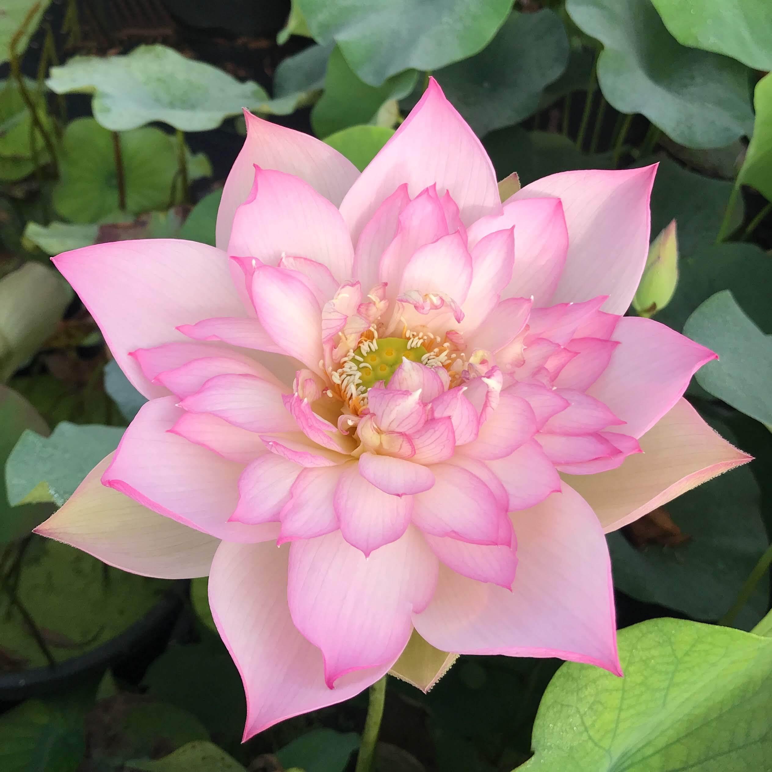 Apricot Pink Lotus (Bare Root) - Globalnestes