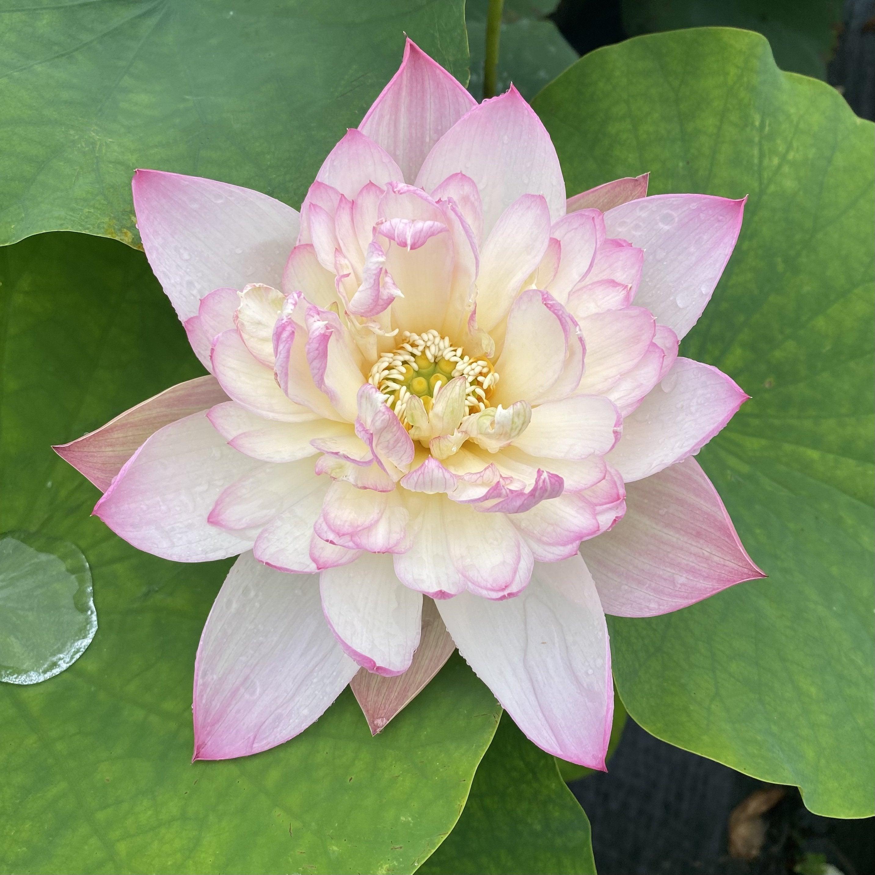 Apricot Pink Lotus (Bare Root) - Globalnestes