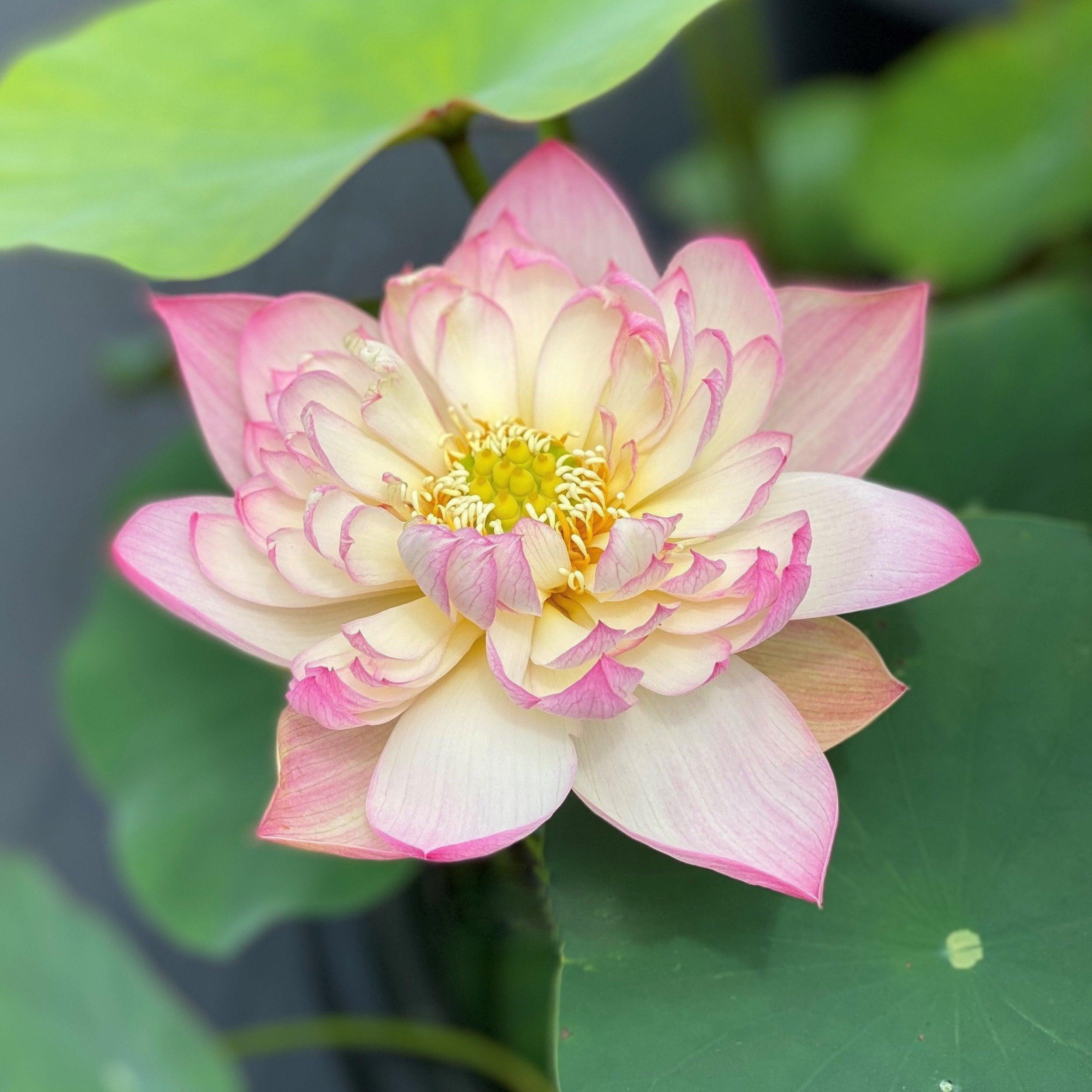 Apricot Pink Lotus (Bare Root) - Globalnestes