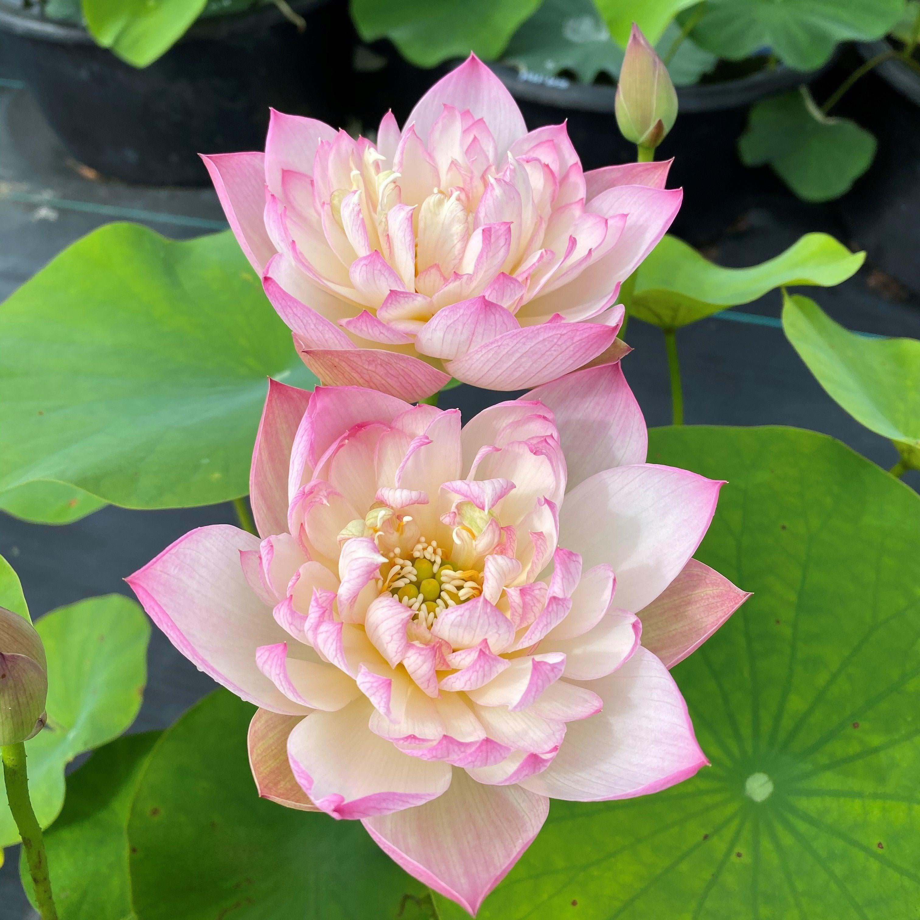 Apricot Pink Lotus (Bare Root) - Globalnestes