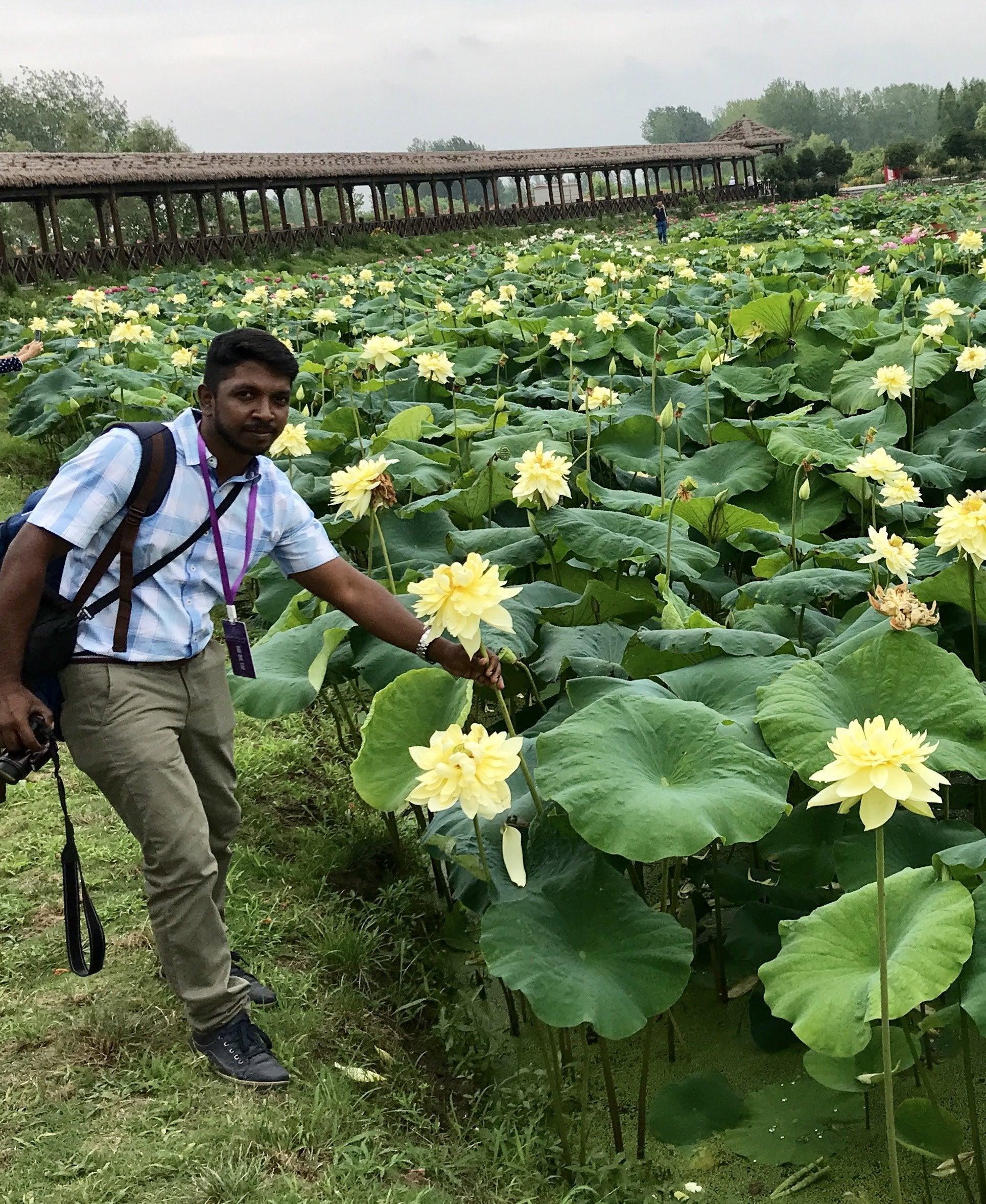 Autumn in Moling Lotus (Bare Root) - Globalnestes
