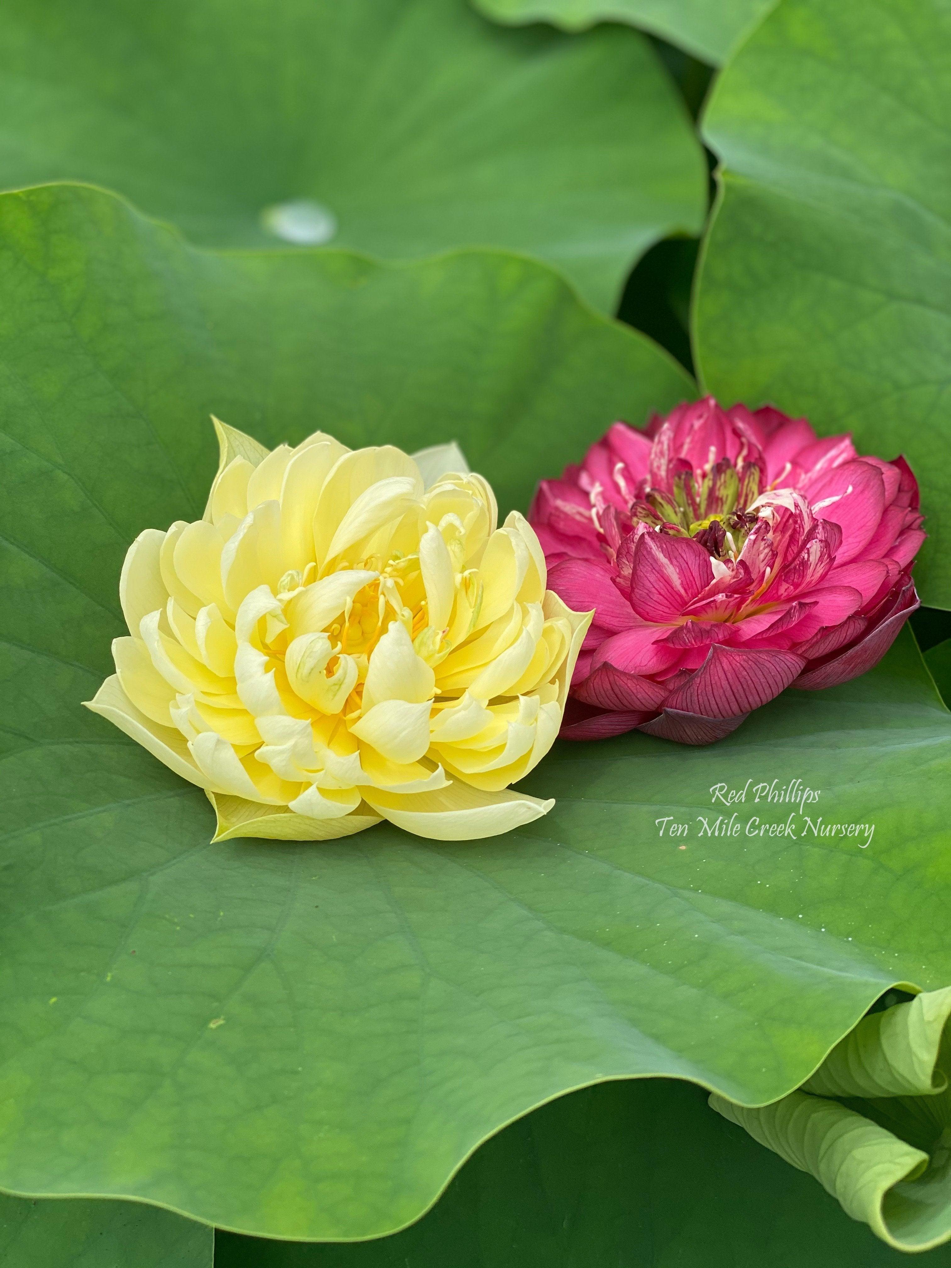 Autumn in Moling Lotus (Bare Root) - Globalnestes