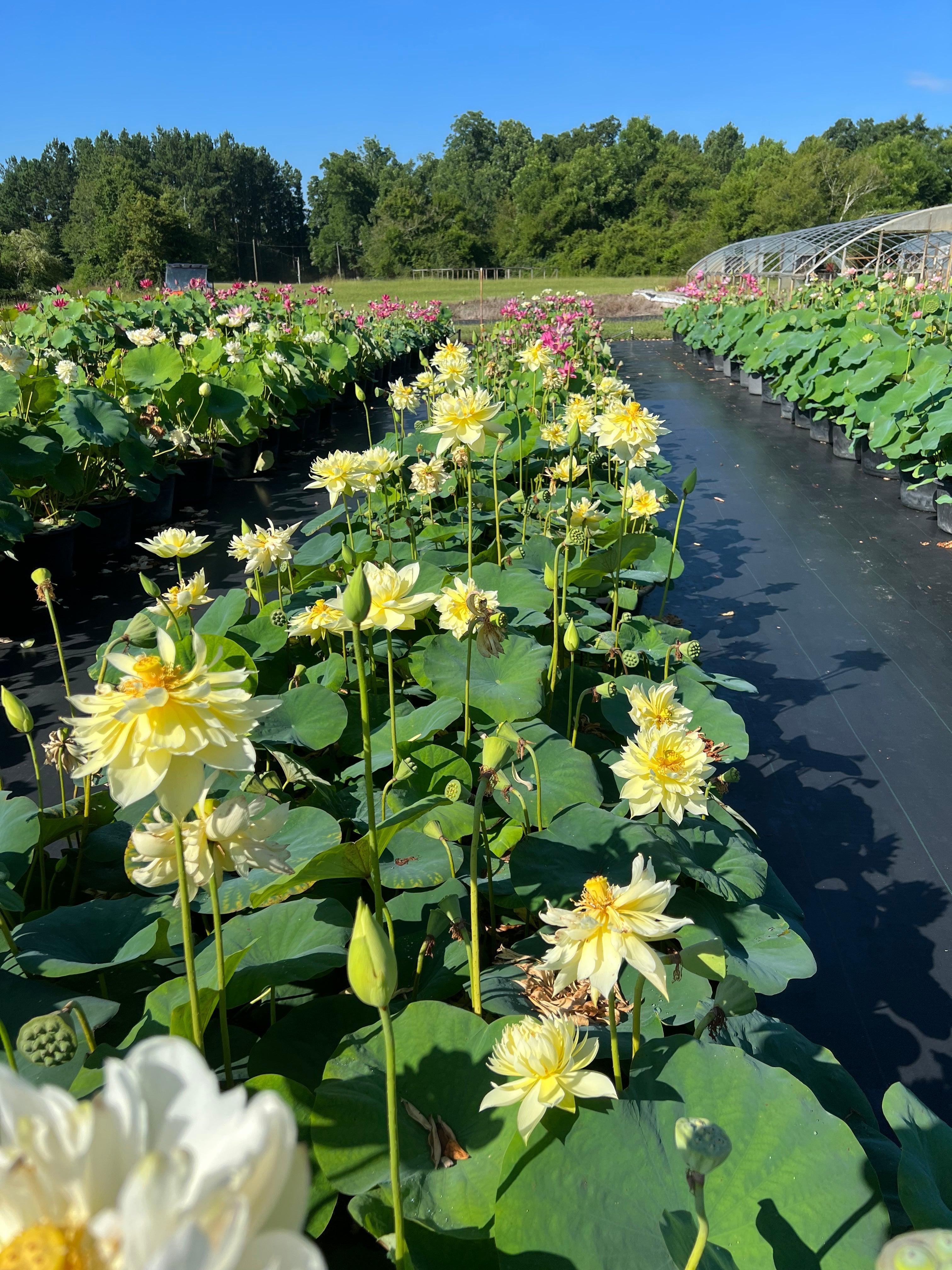 Autumn in Moling Lotus (Bare Root) - Globalnestes