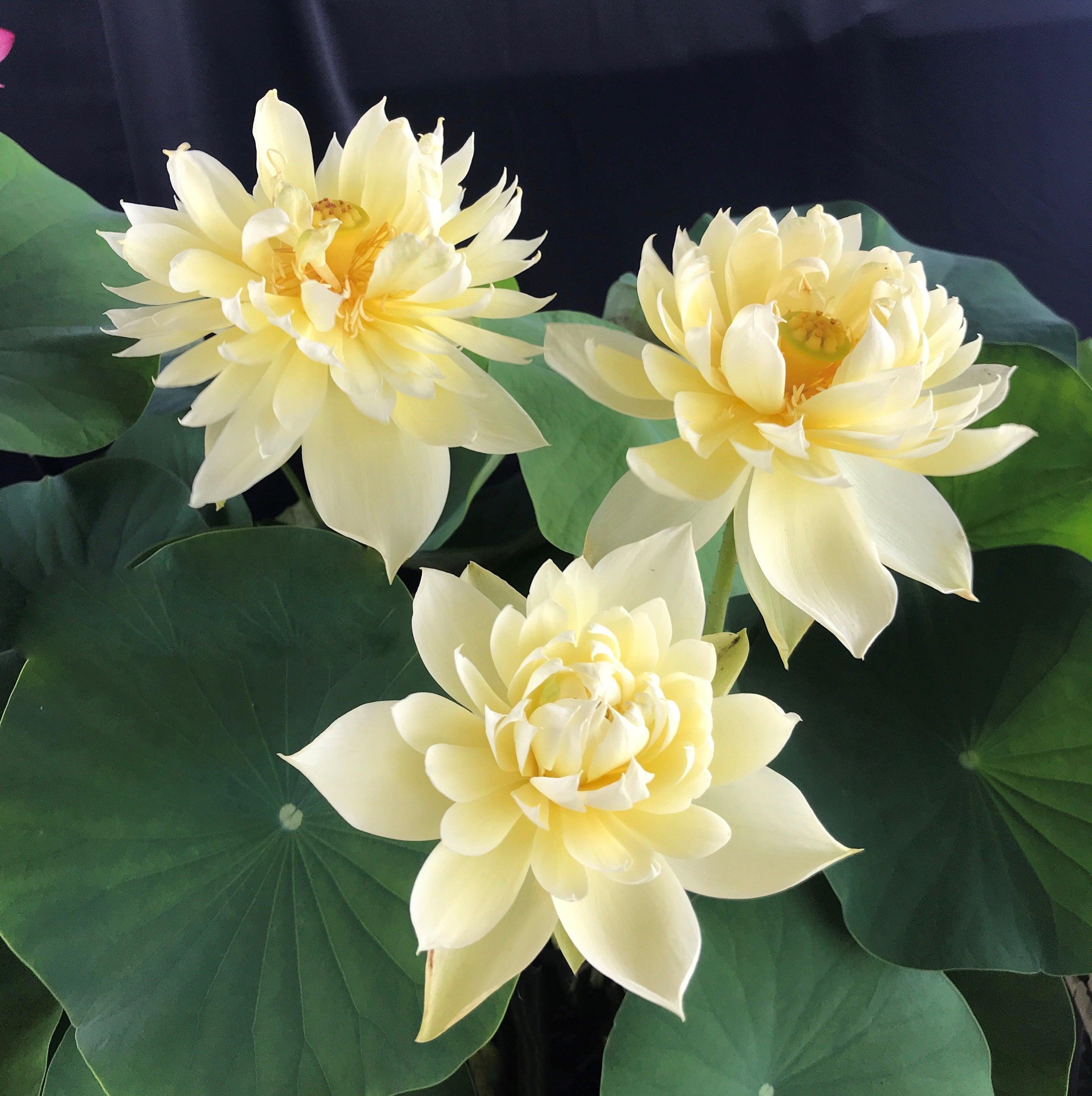 Autumn in Moling Lotus (Bare Root) - Globalnestes