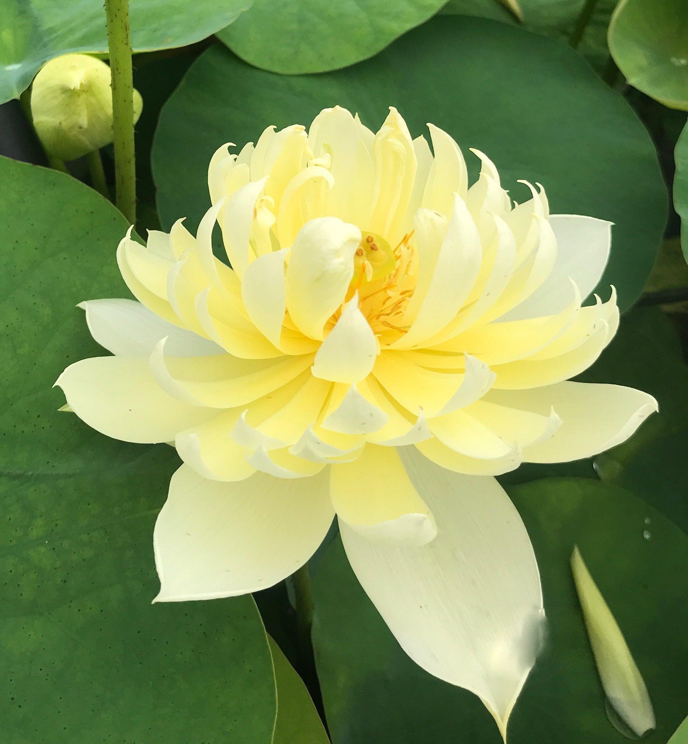 Autumn in Moling Lotus (Bare Root) - Globalnestes