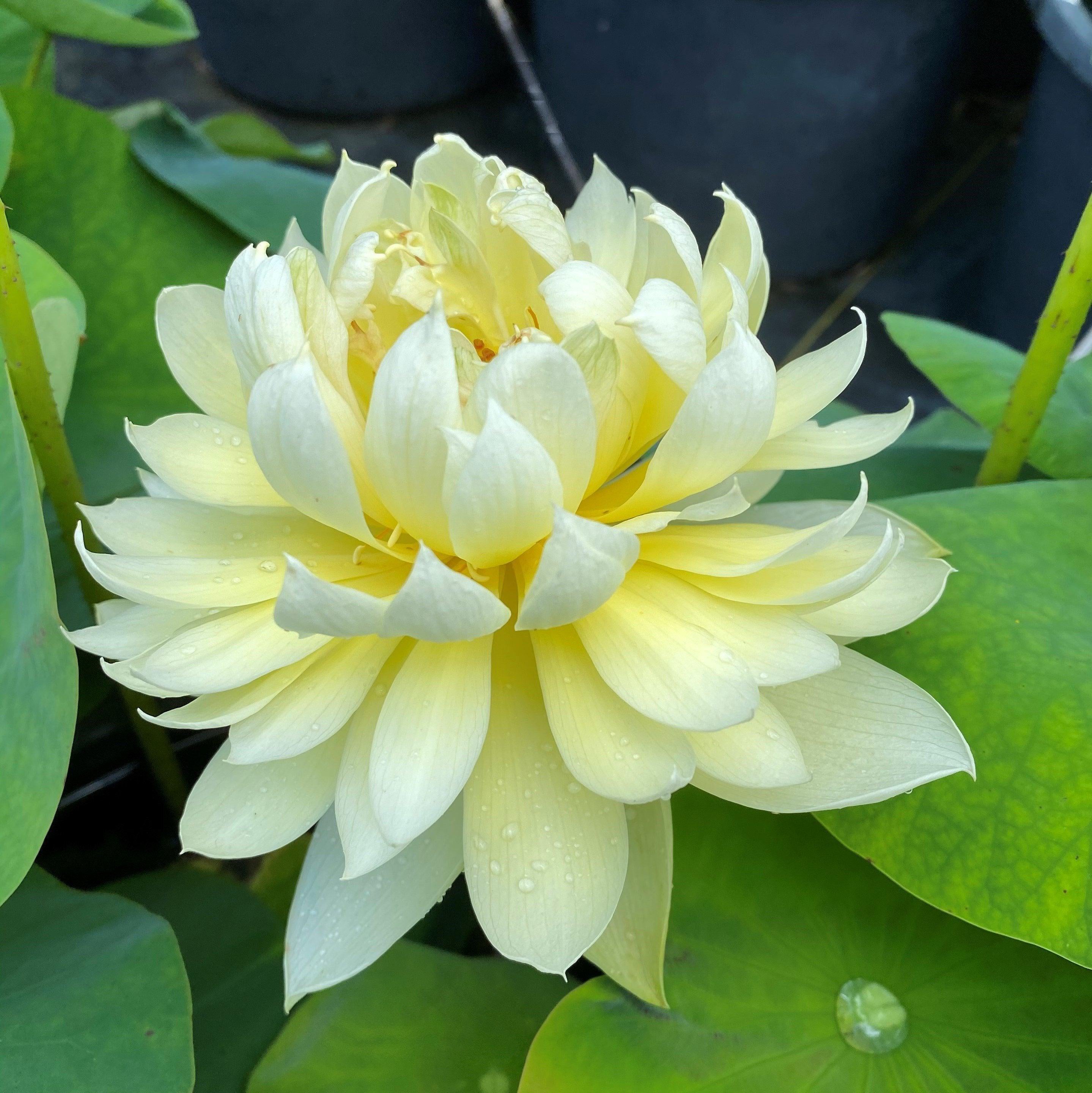 Autumn in Moling Lotus (Bare Root) - Globalnestes