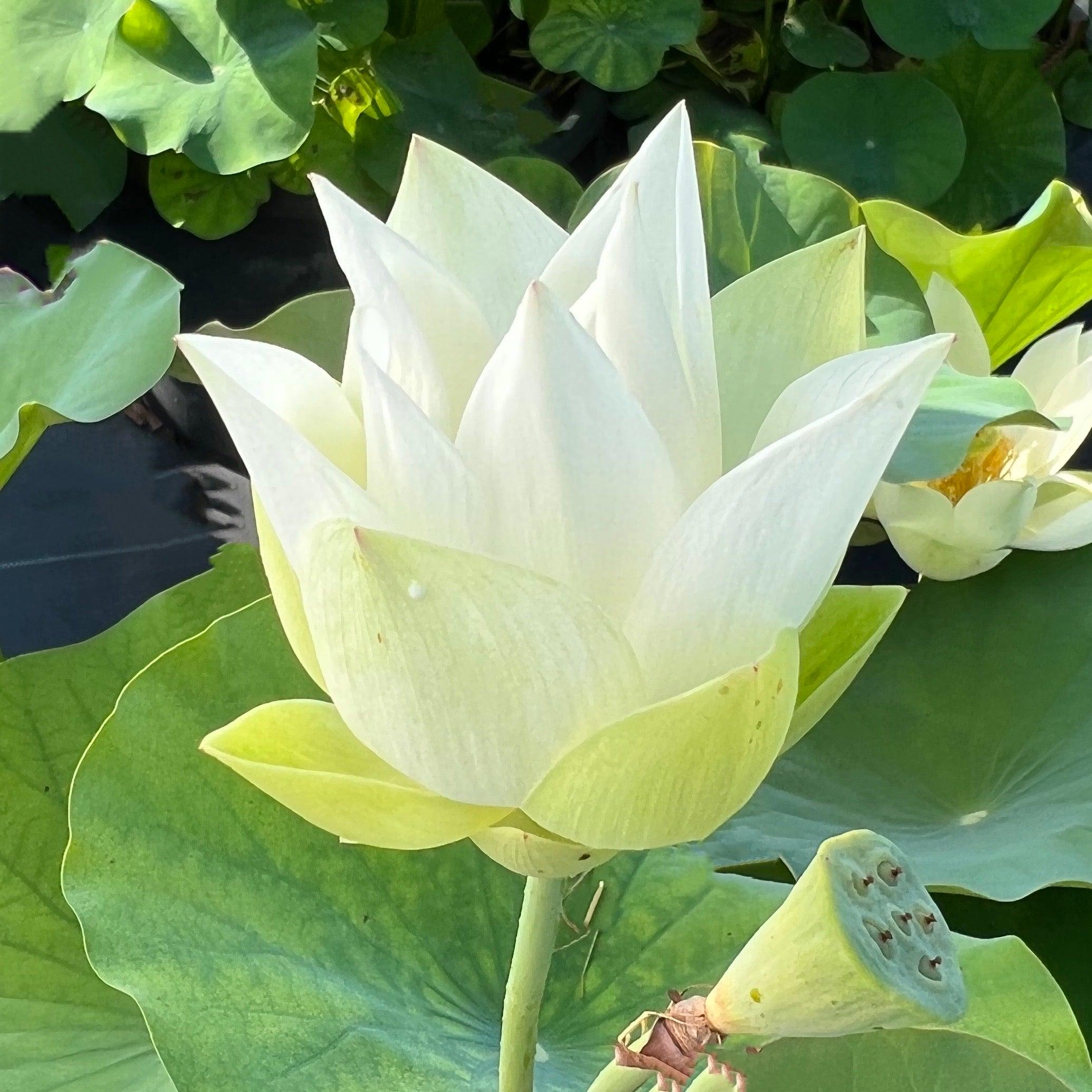 Baby Doll - Classic White Lotus (Bare Root) - Globalnestes