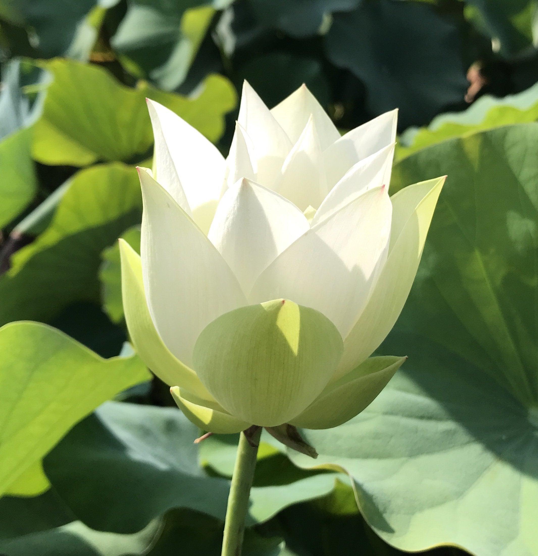 Baby Doll - Classic White Lotus (Bare Root) - Globalnestes