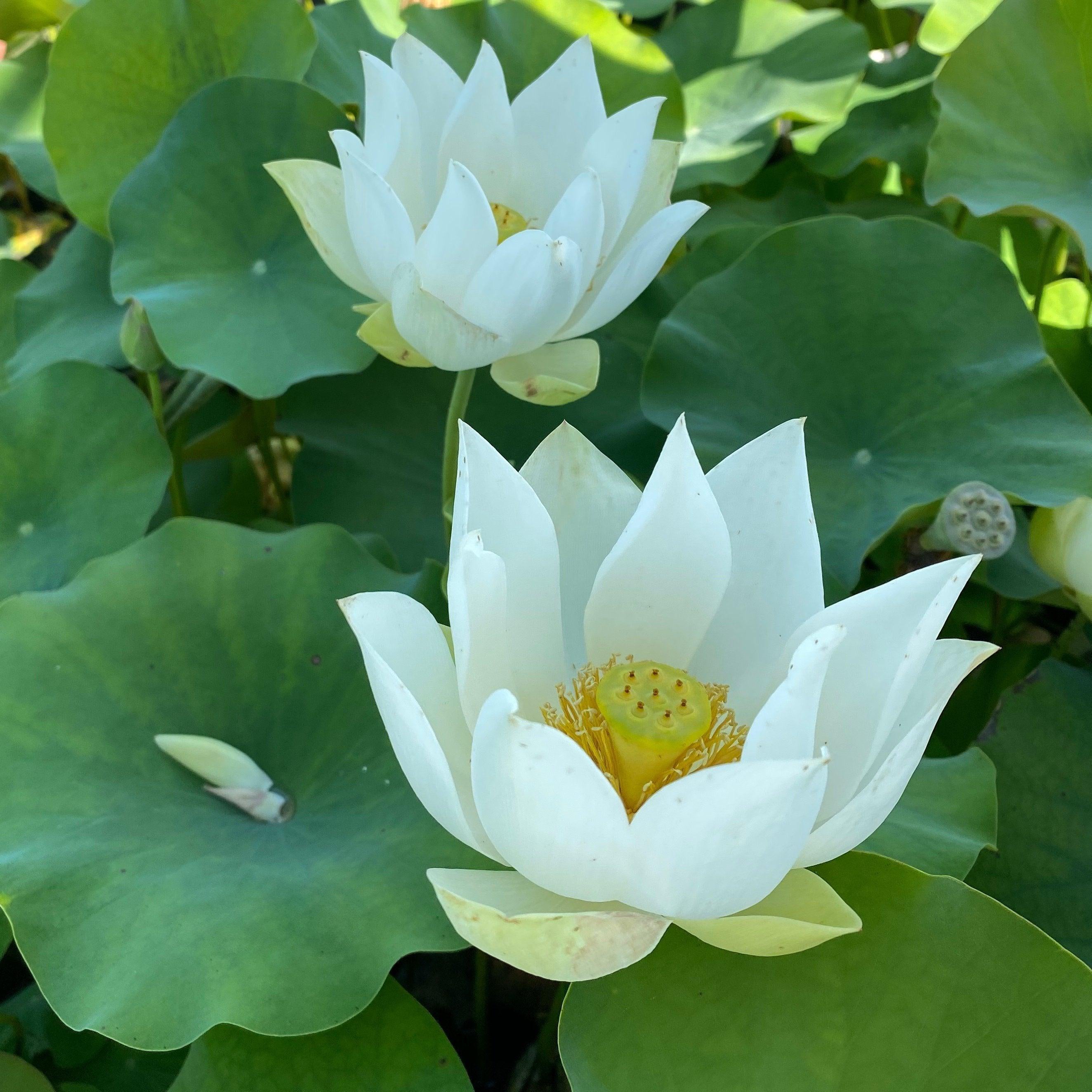 Baby Doll - Classic White Lotus (Bare Root) - Globalnestes