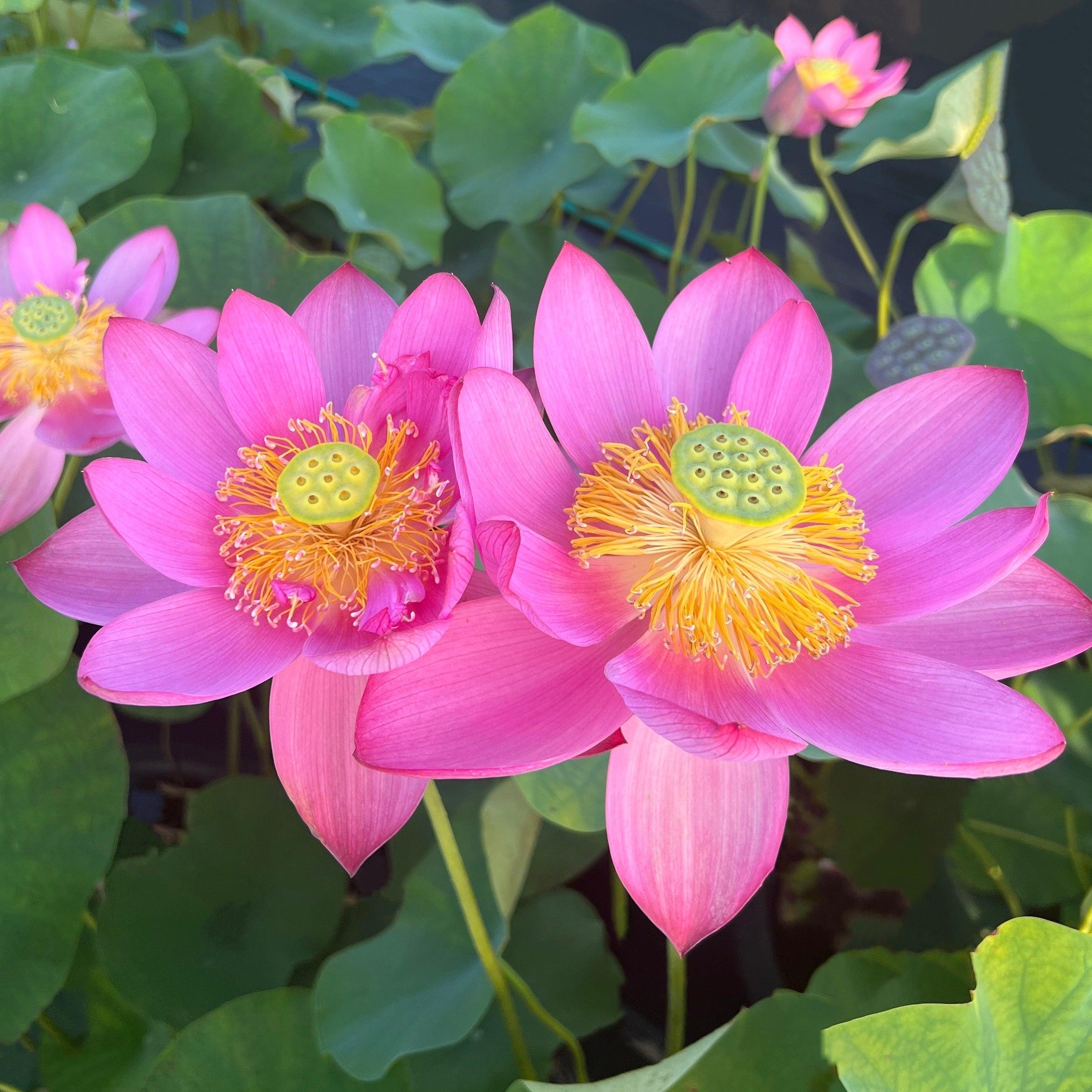 Beijing Temple of Heaven - Celestial Beauty Lotus (Bare Root) - Globalnestes