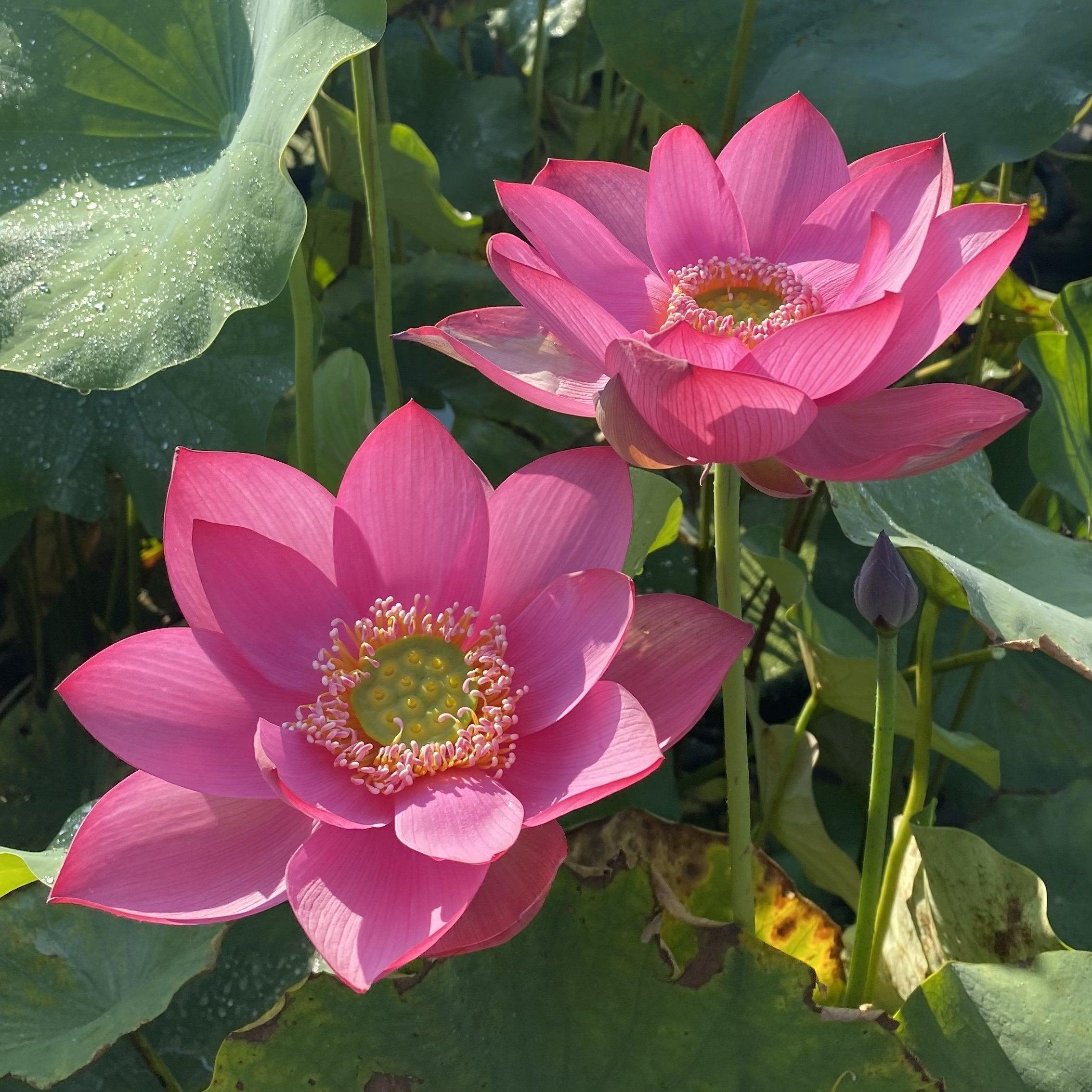 Beijing Temple of Heaven - Celestial Beauty Lotus (Bare Root) - Globalnestes