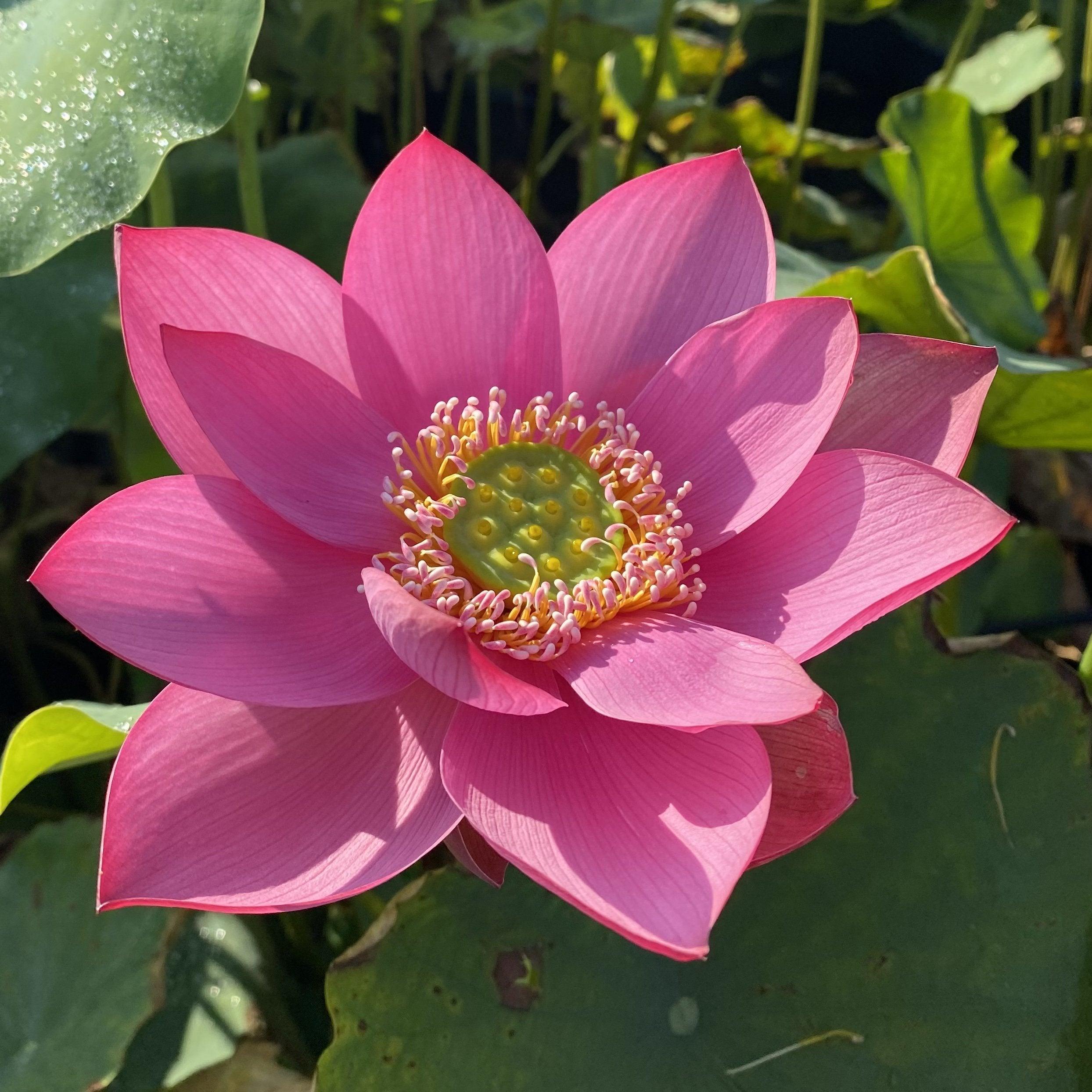 Beijing Temple of Heaven - Celestial Beauty Lotus (Bare Root) - Globalnestes