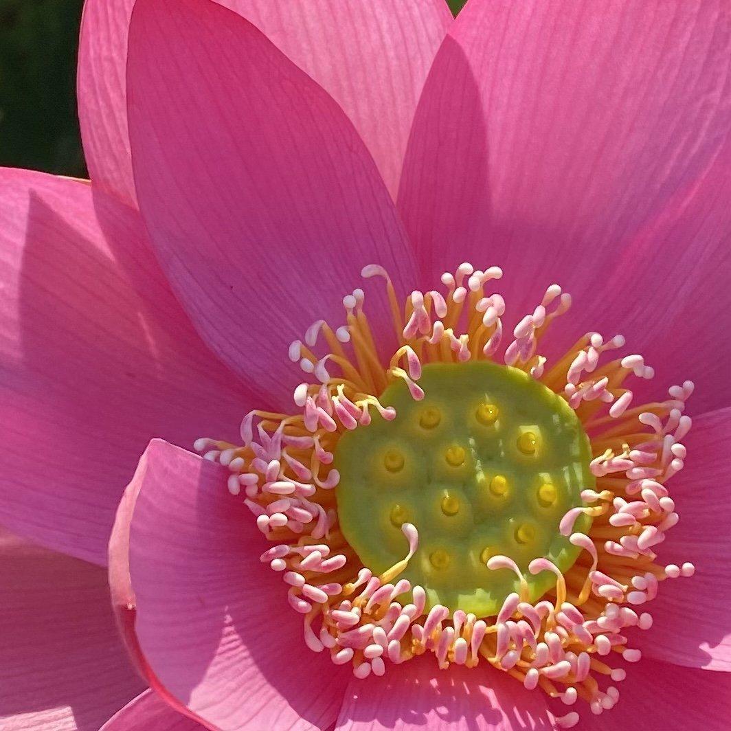 Beijing Temple of Heaven - Celestial Beauty Lotus (Bare Root) - Globalnestes