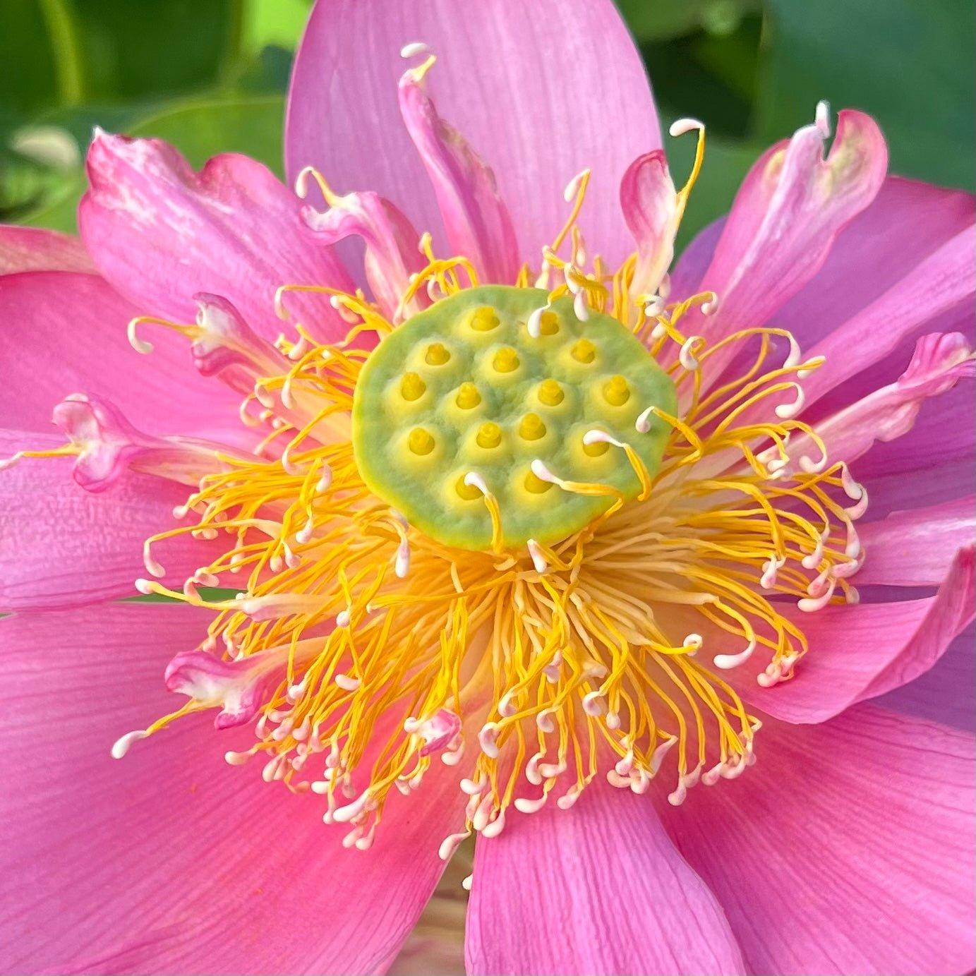 Beijing Temple of Heaven - Celestial Beauty Lotus (Bare Root) - Globalnestes