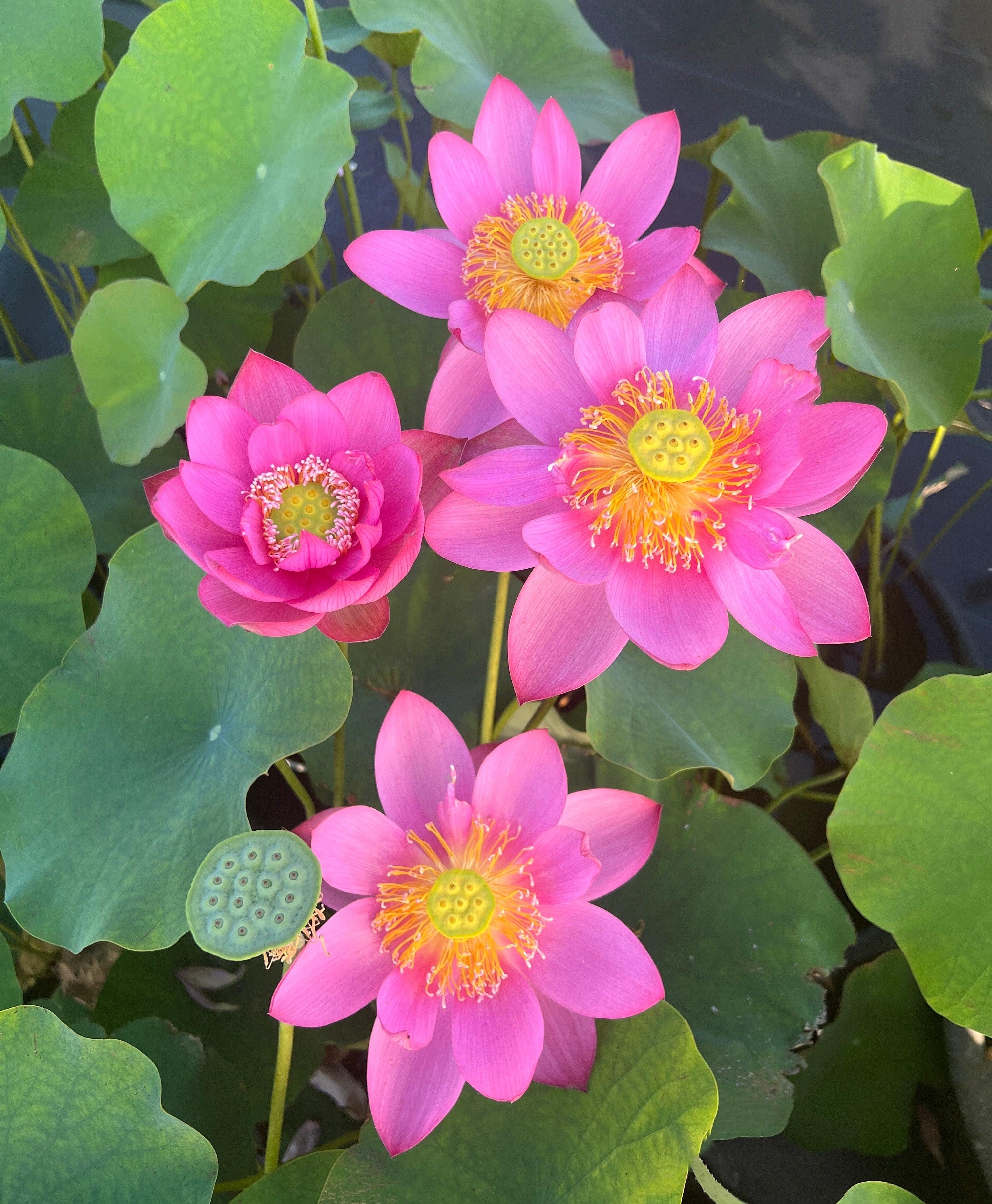 Beijing Temple of Heaven - Celestial Beauty Lotus (Bare Root) - Globalnestes