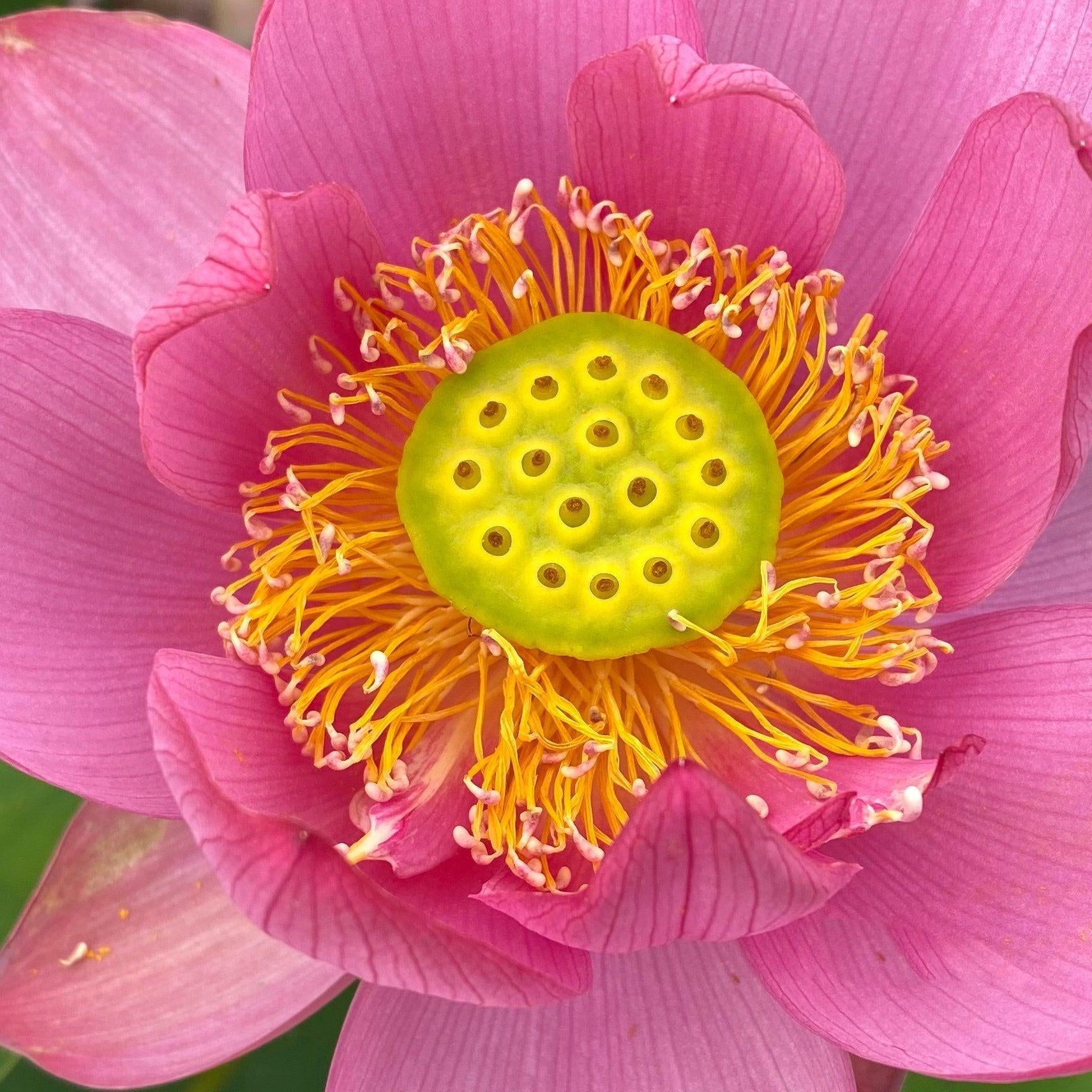 Beijing Temple of Heaven - Celestial Beauty Lotus (Bare Root) - Globalnestes