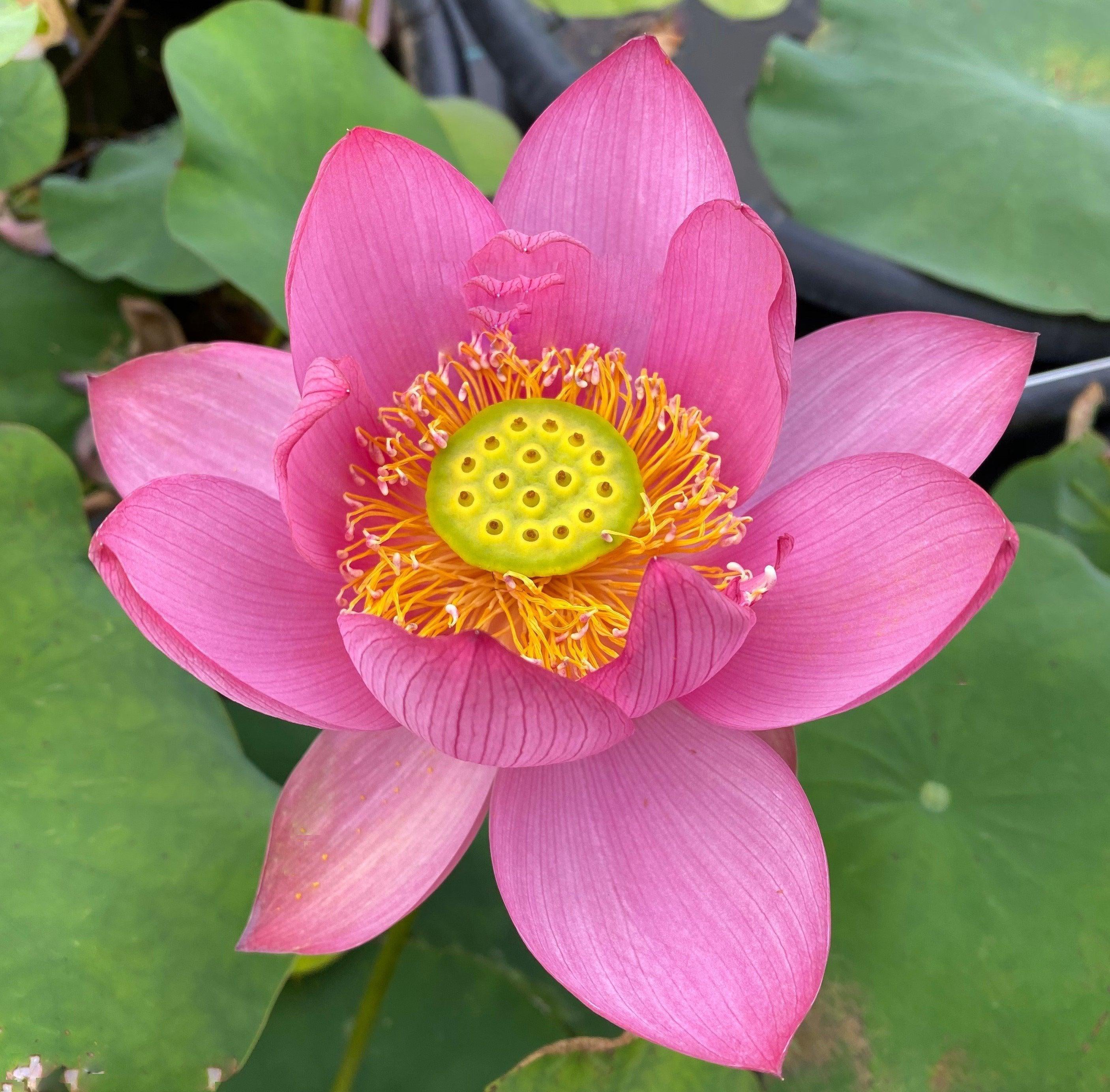 Beijing Temple of Heaven - Celestial Beauty Lotus (Bare Root) - Globalnestes